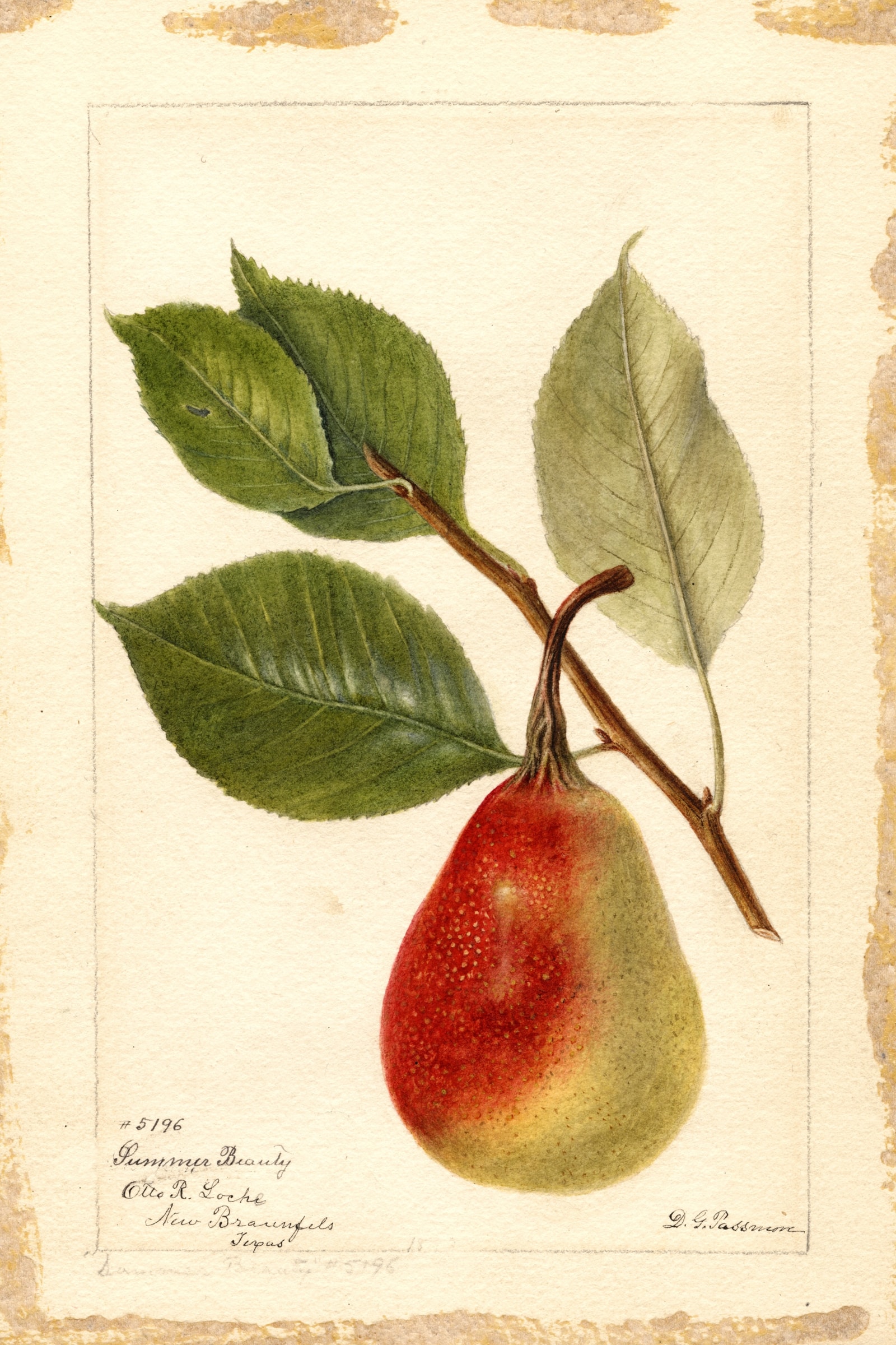 Summer Beauty Pear