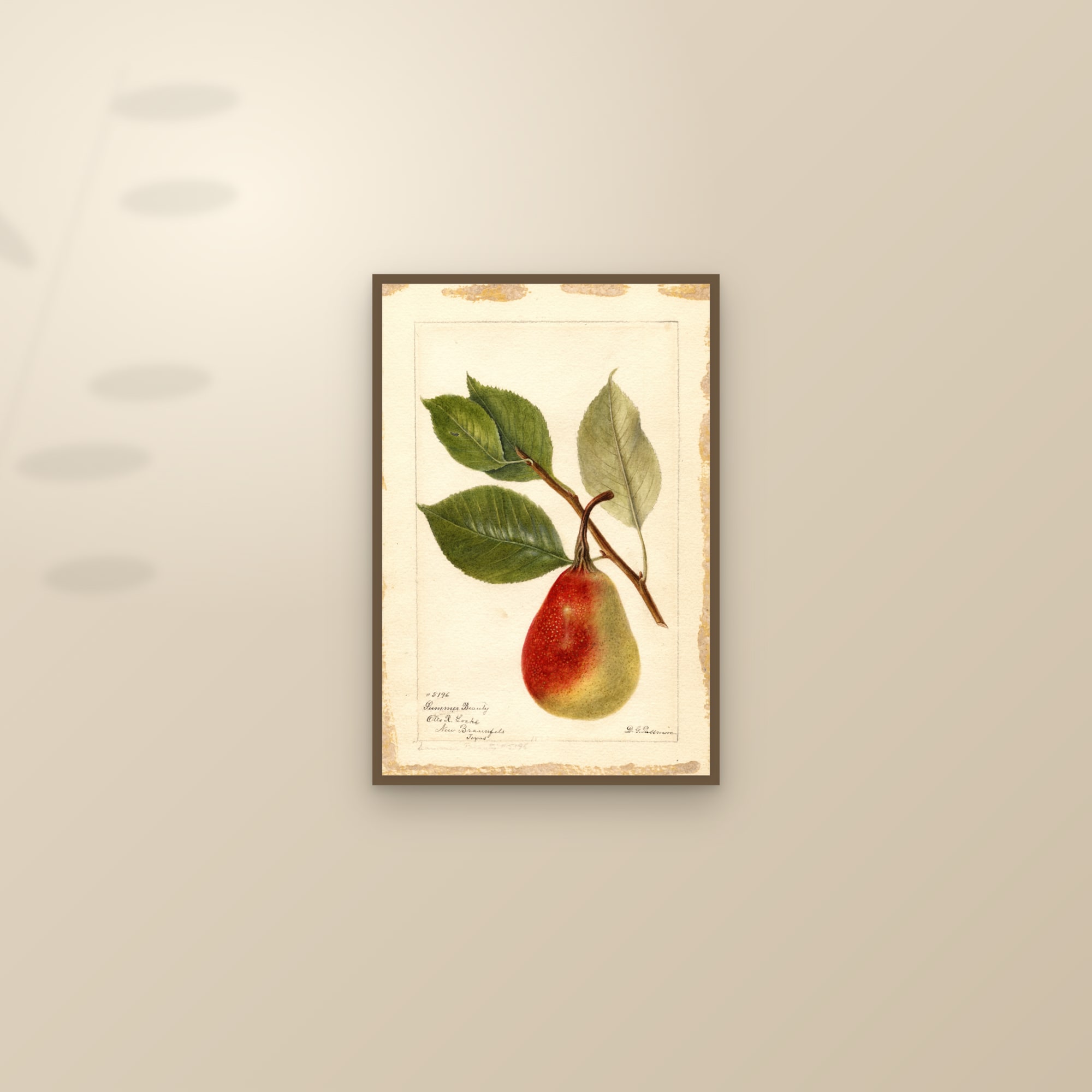 Summer Beauty Pear — framed and styled on a sunlit wall