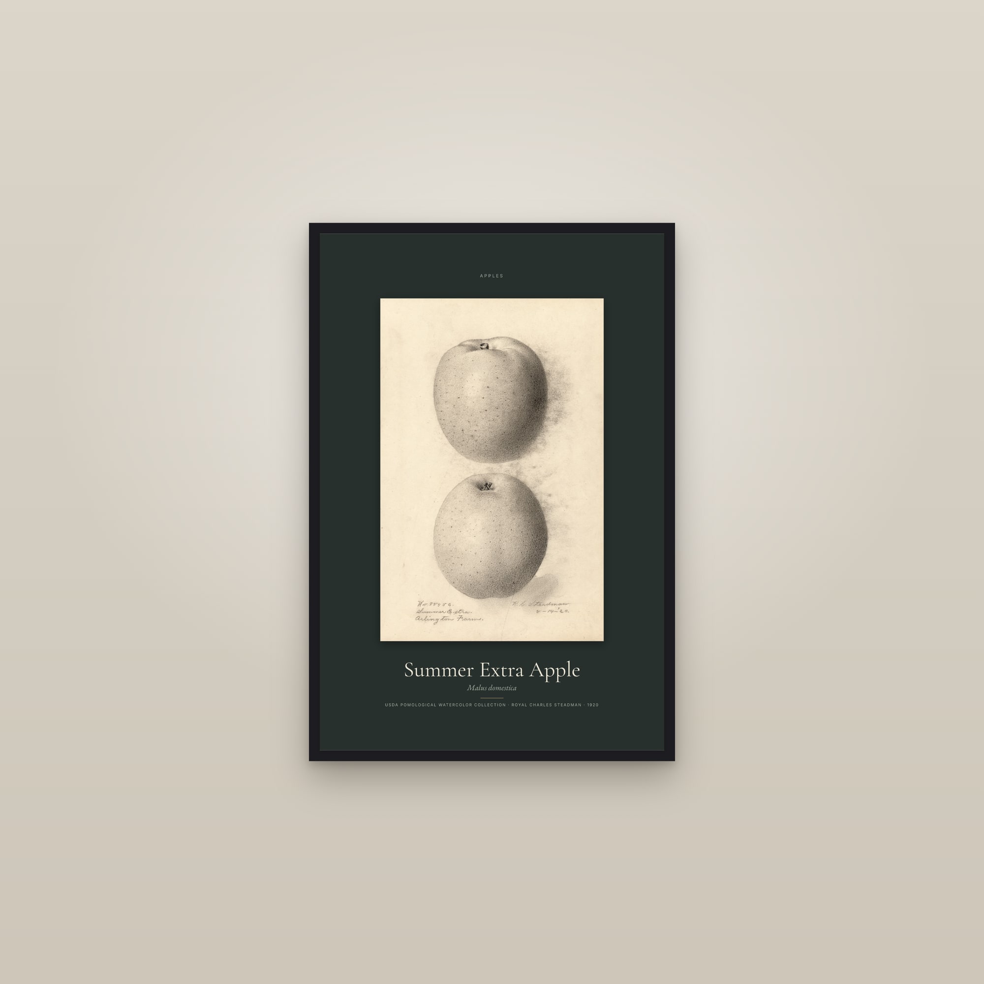 Summer Extra Apple — Specimen — framed in a gallery setting