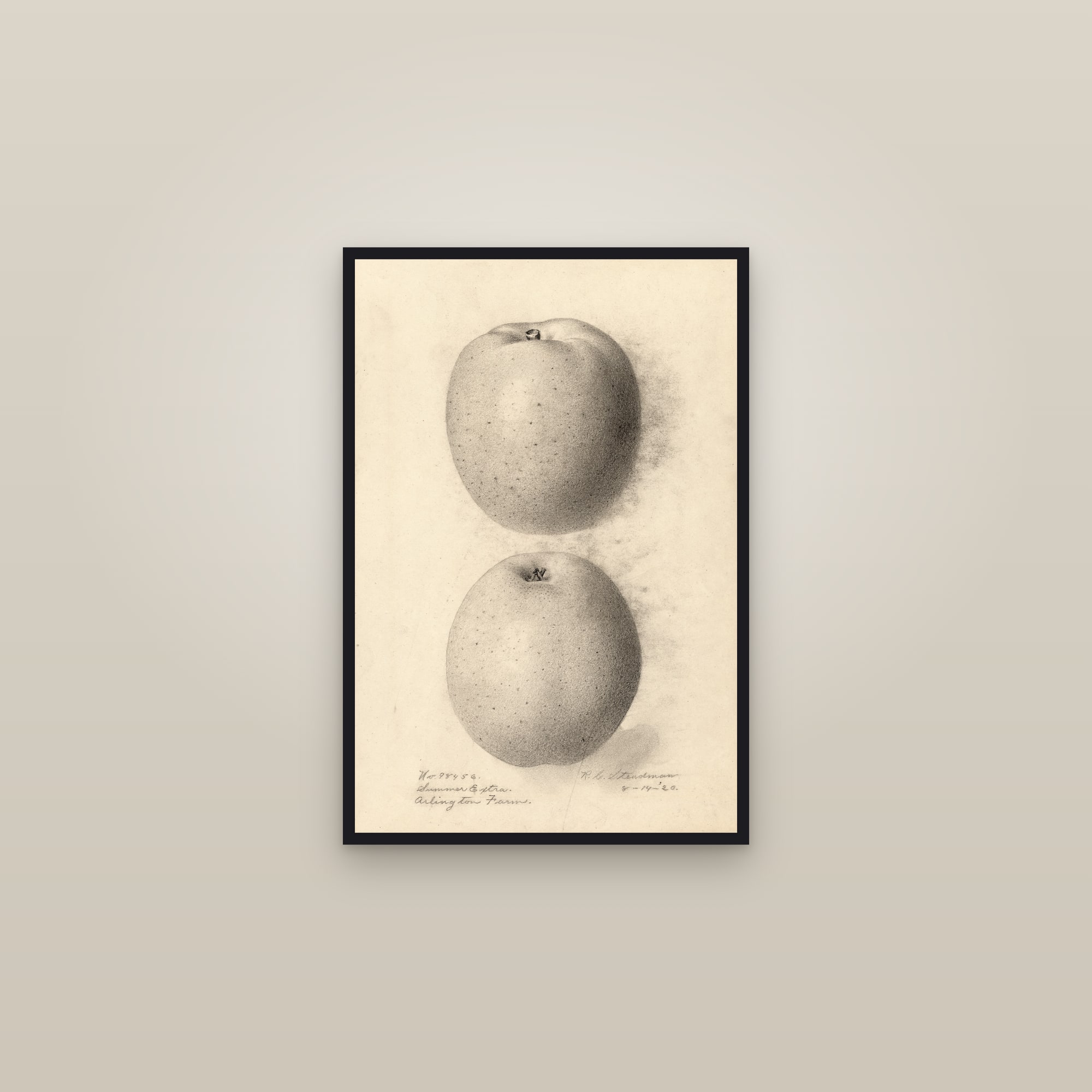 Summer Extra Apple — framed in a gallery setting