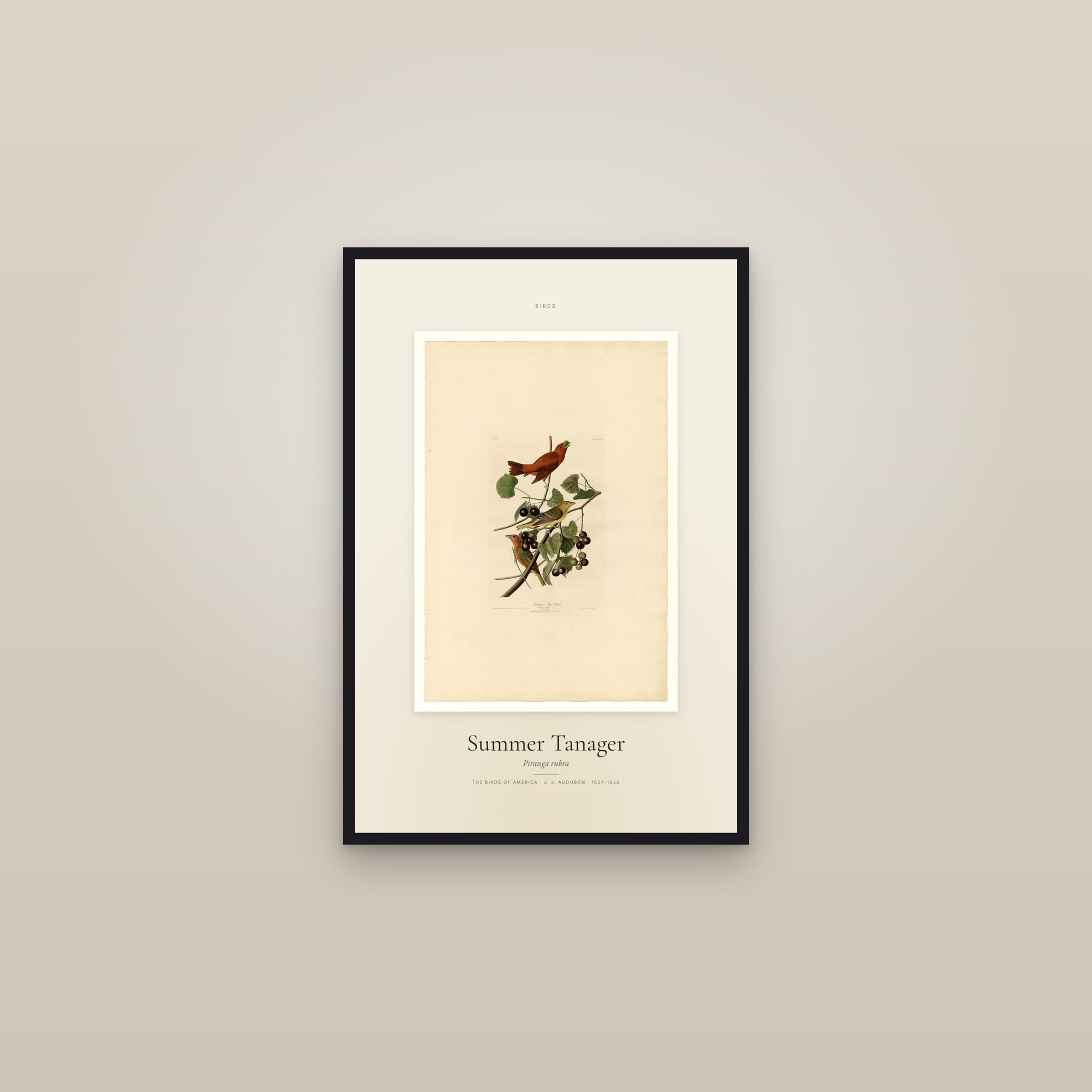 Summer Tanager — Specimen — framed in a gallery setting