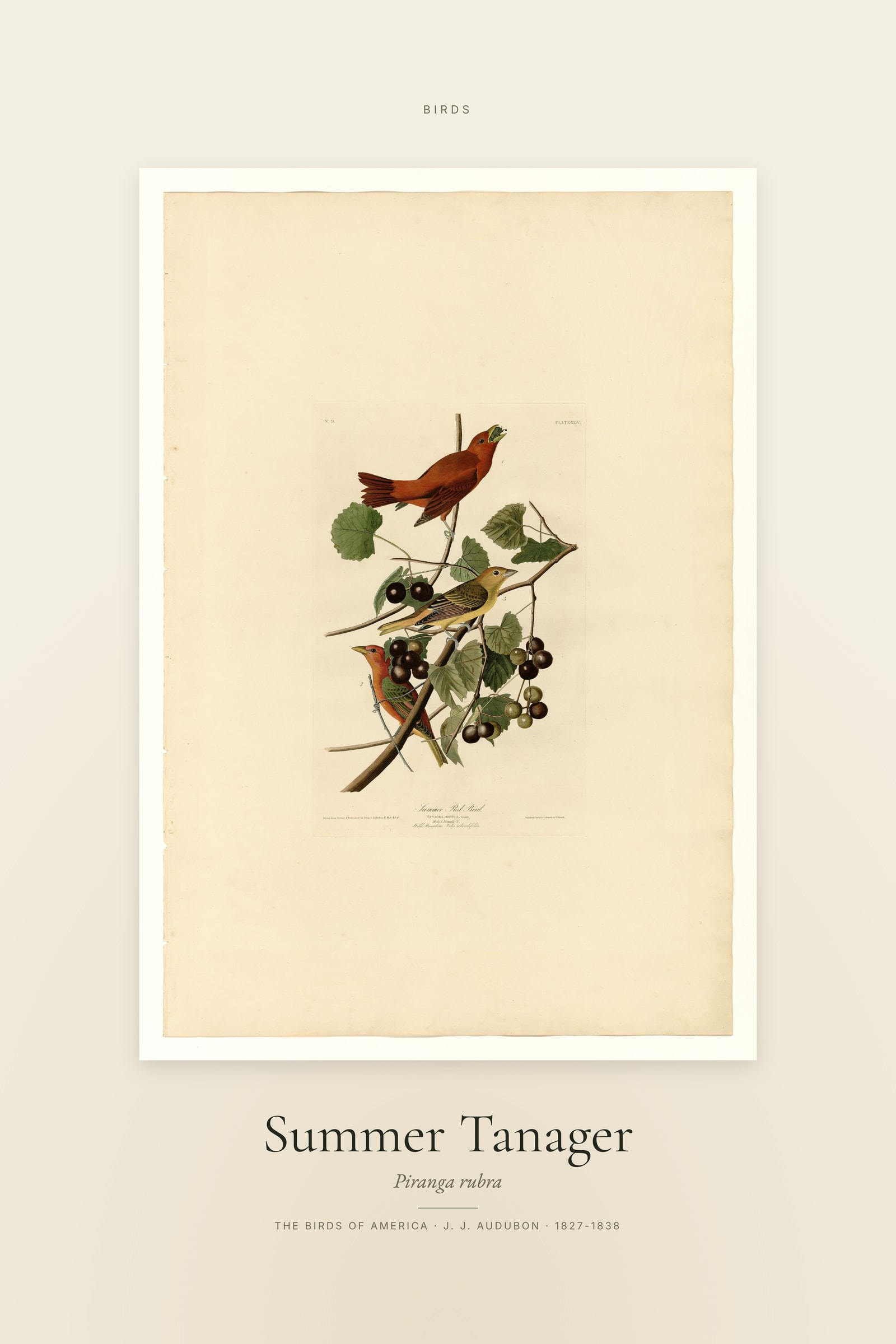 Summer Tanager — Specimen
