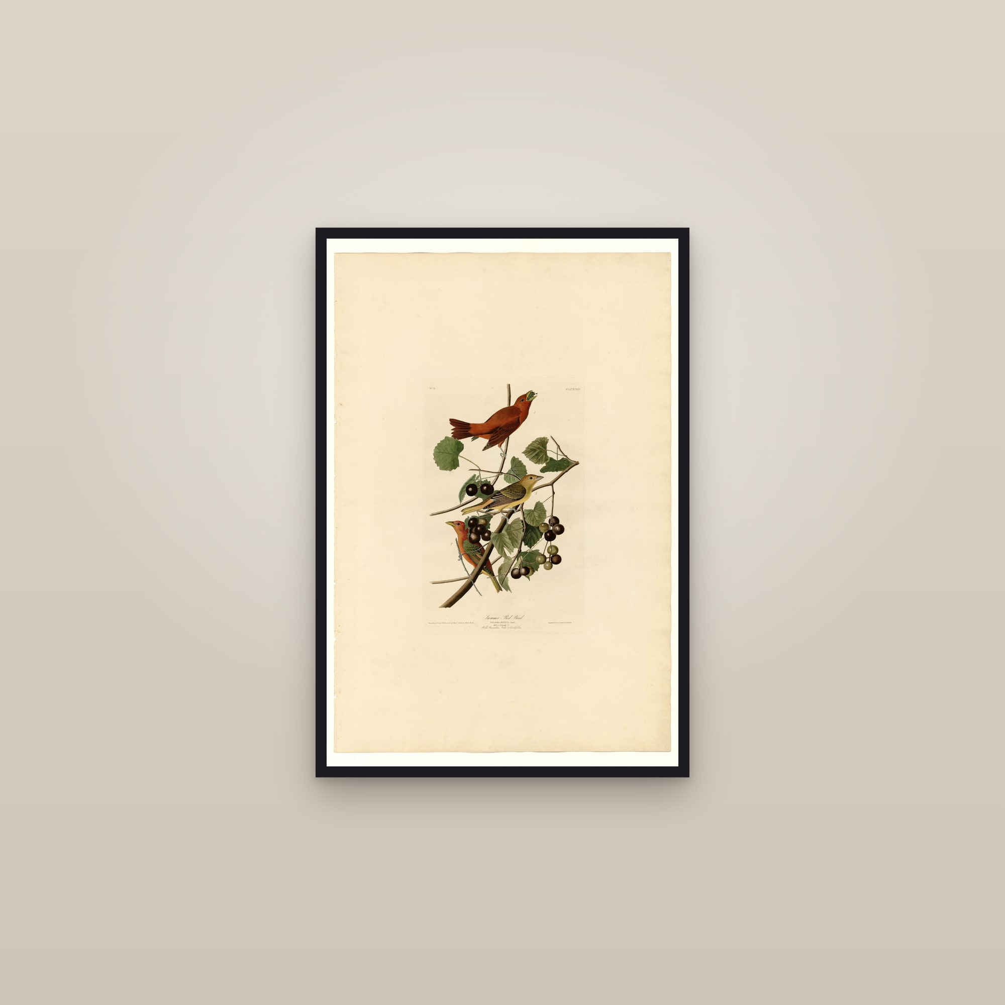Summer Tanager — framed in a gallery setting
