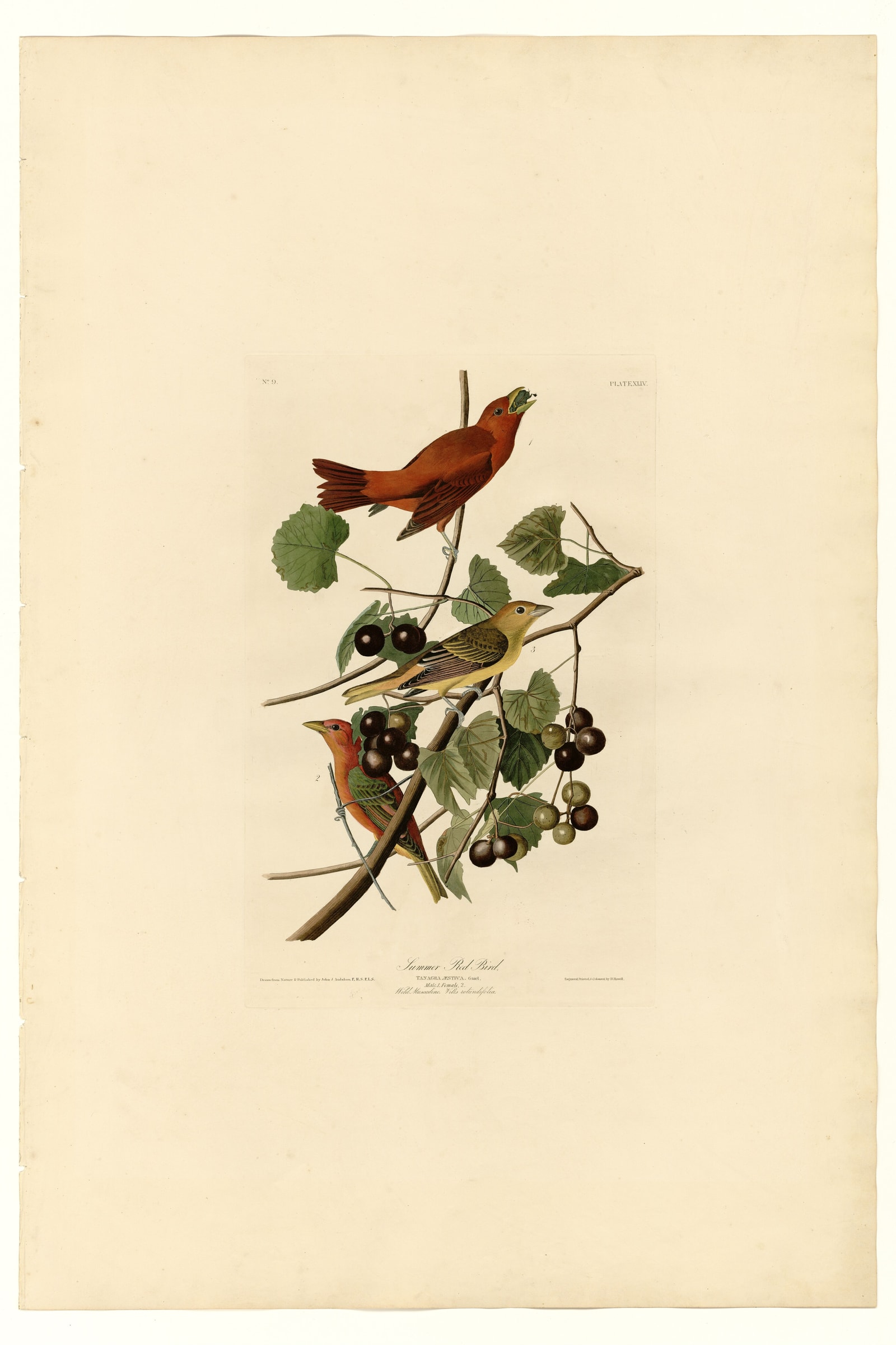 Summer Tanager