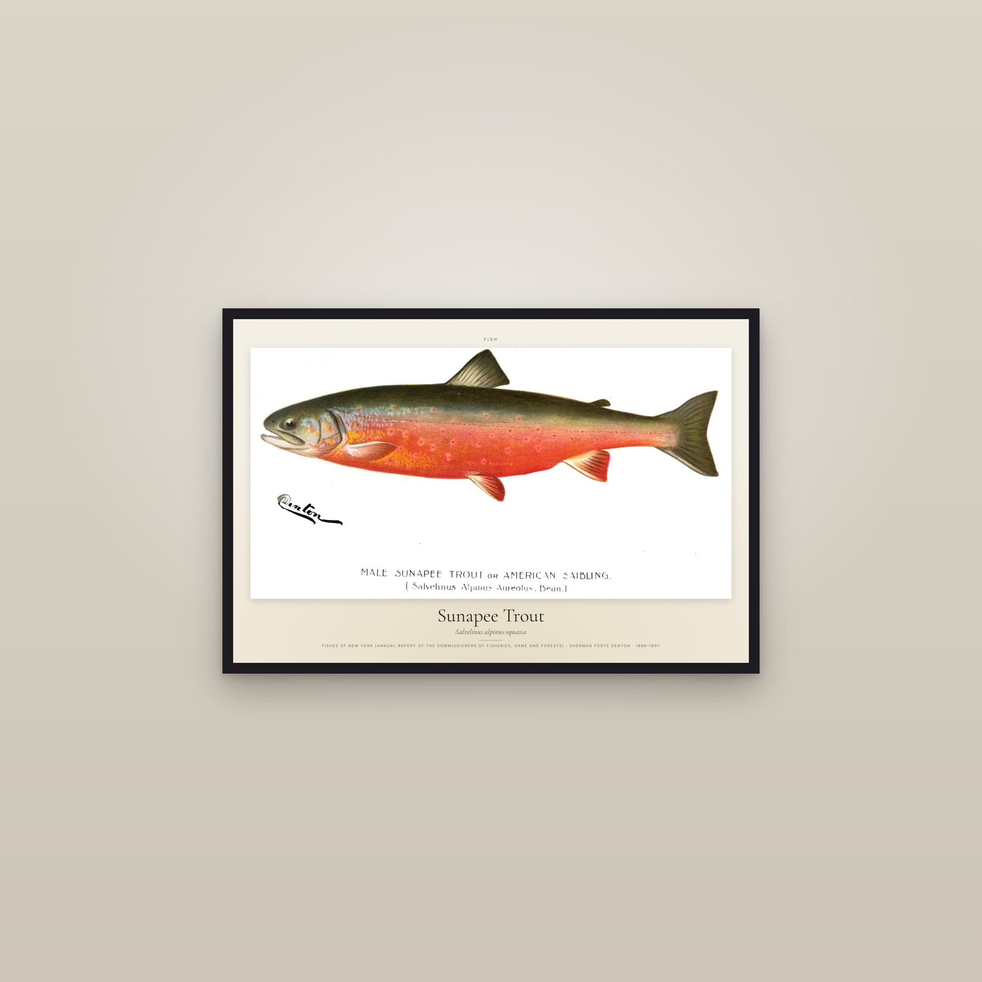 Sunapee Trout — framed in a gallery setting
