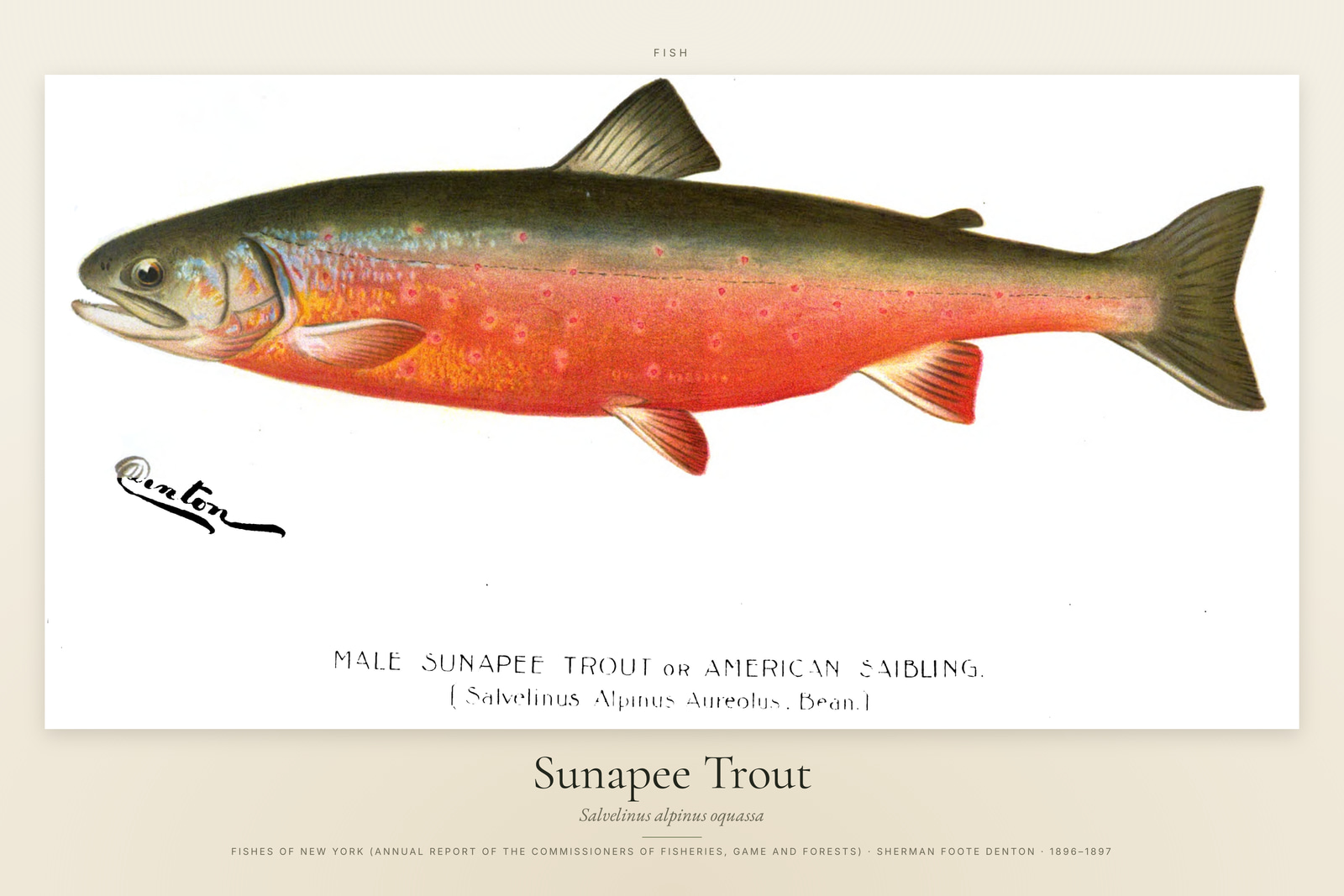 Sunapee Trout