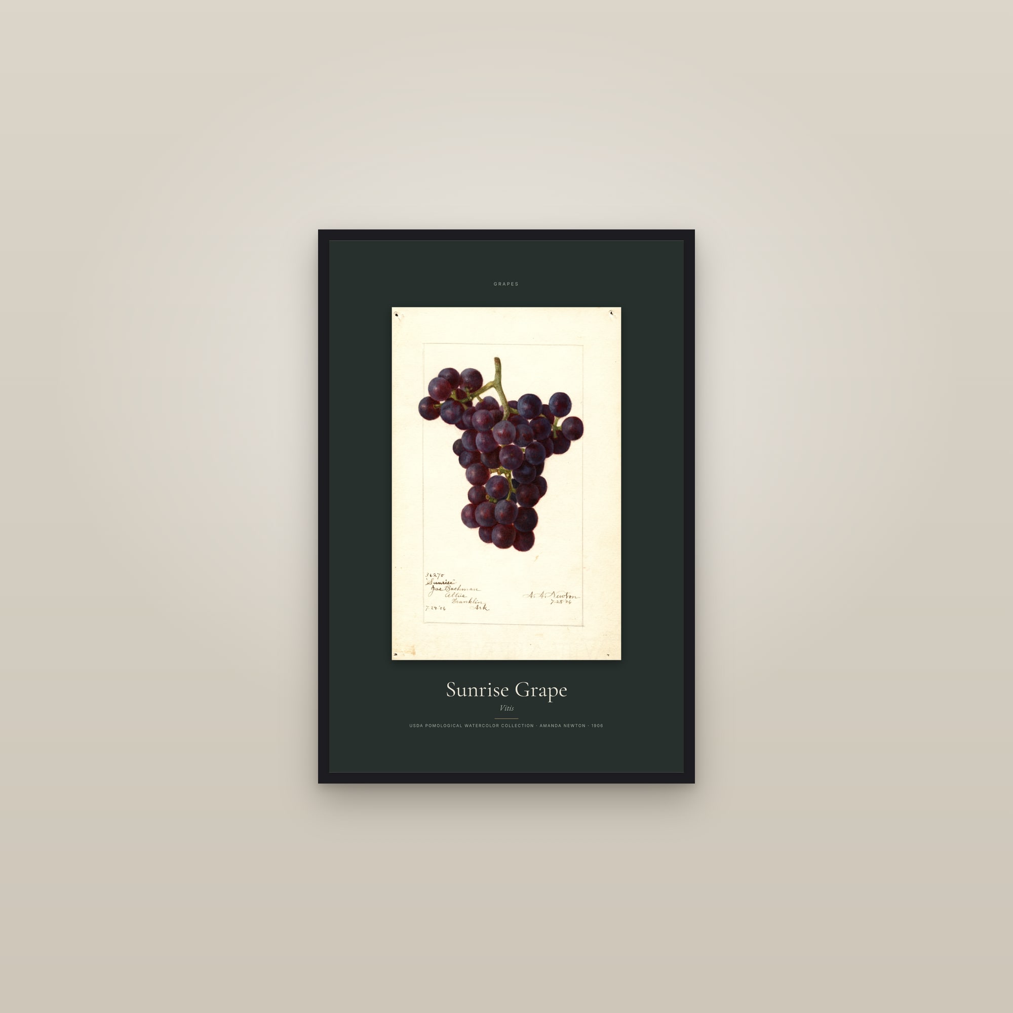 Sunrise Grape — Specimen — framed in a gallery setting