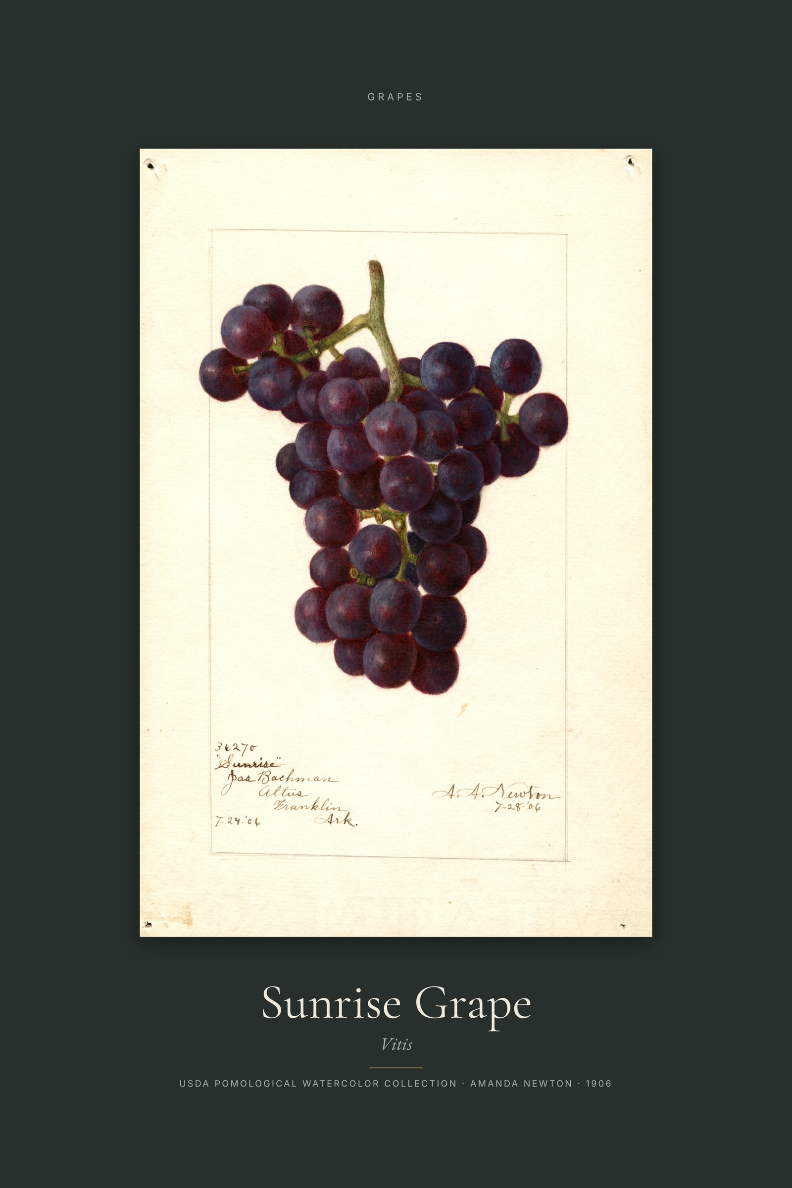 Sunrise Grape — Specimen