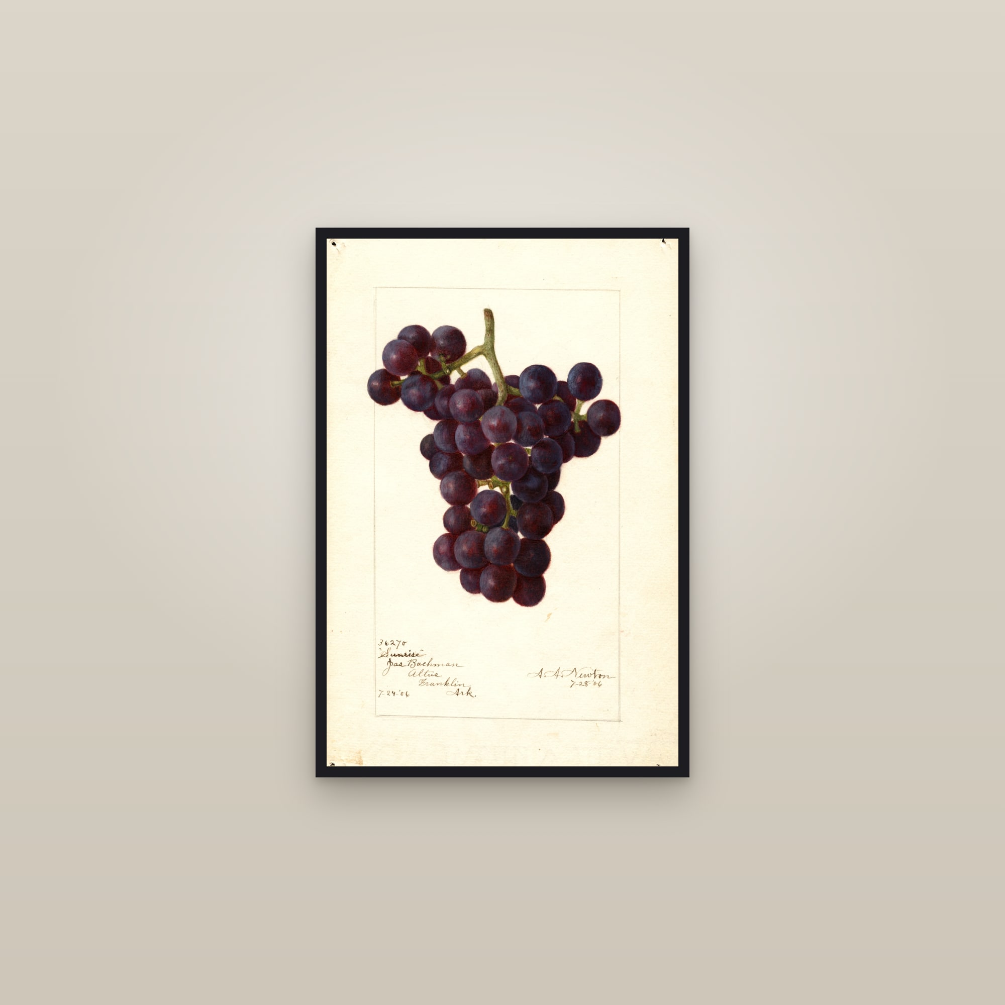 Sunrise Grape — framed in a gallery setting