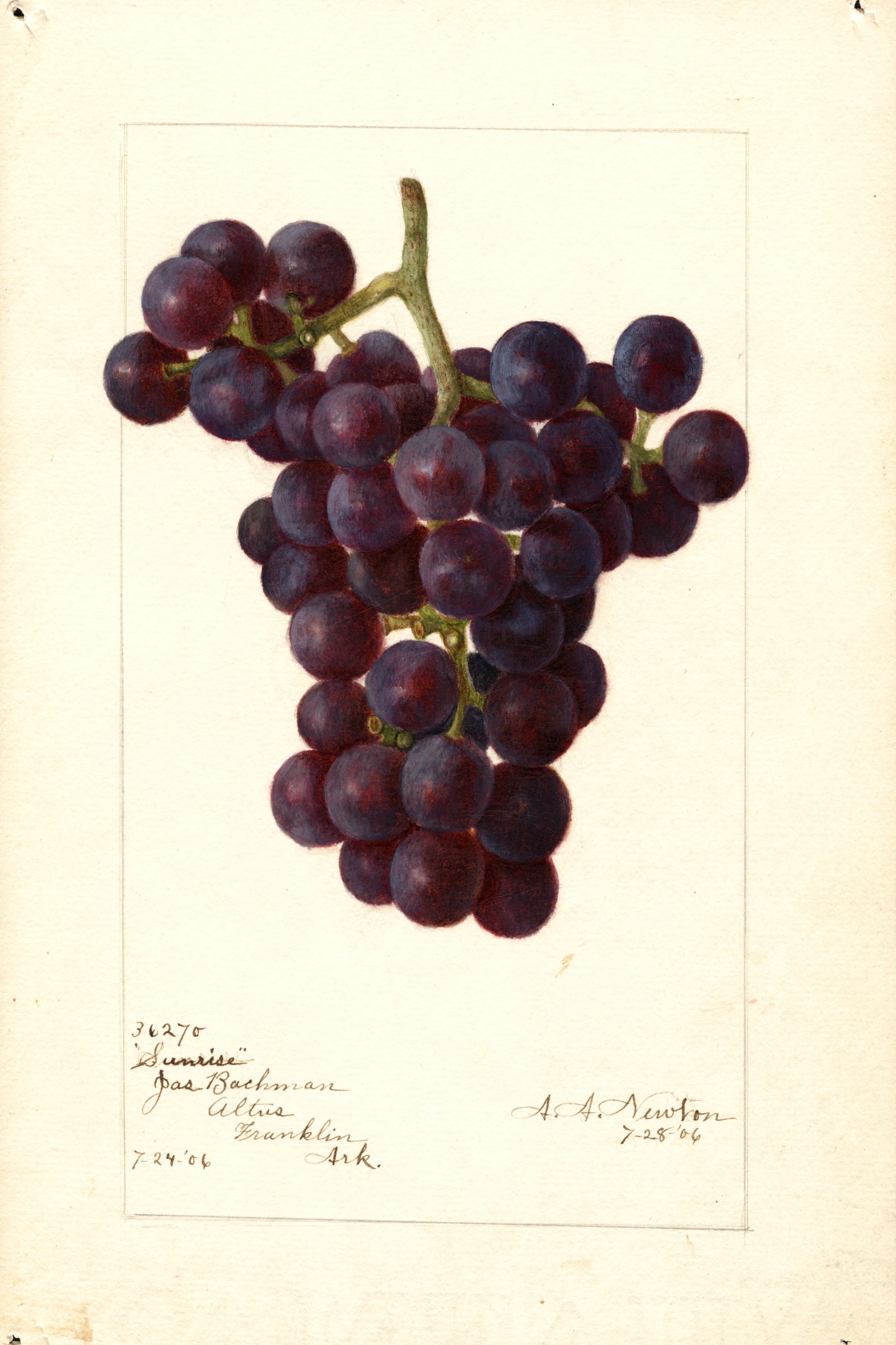 Sunrise Grape