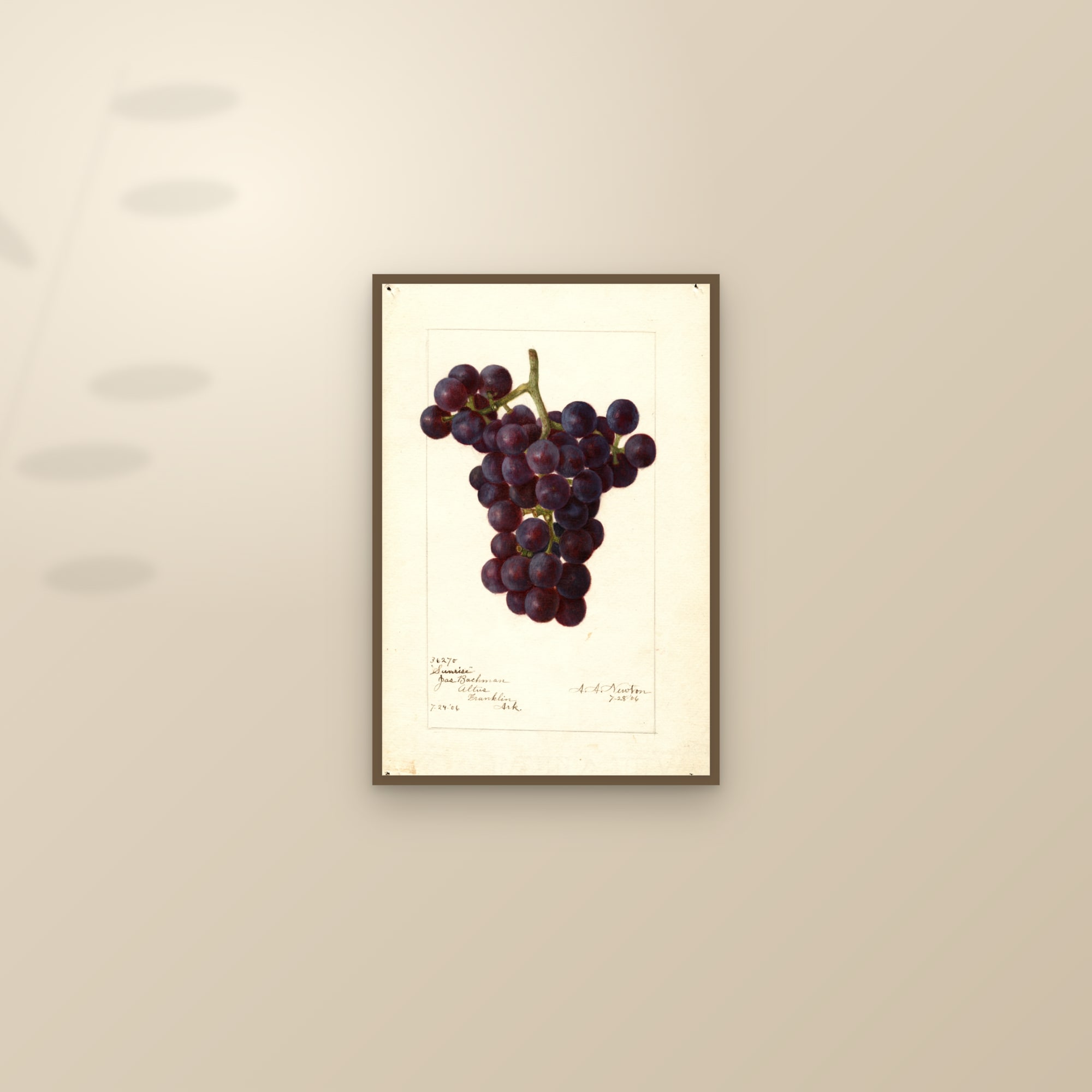 Sunrise Grape — framed and styled on a sunlit wall