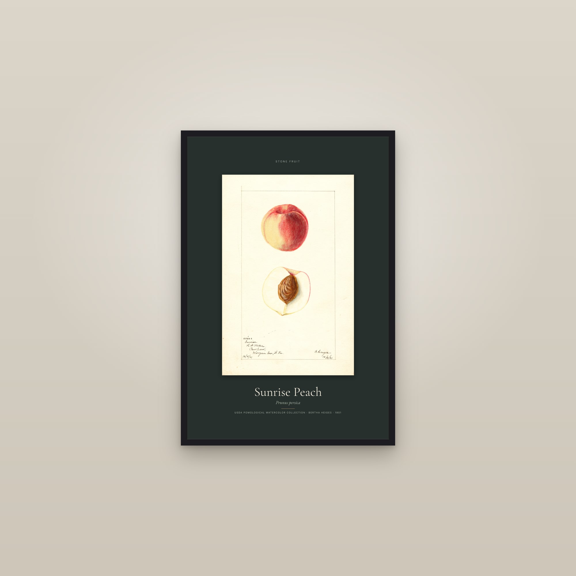 Sunrise Peach — Specimen — framed in a gallery setting