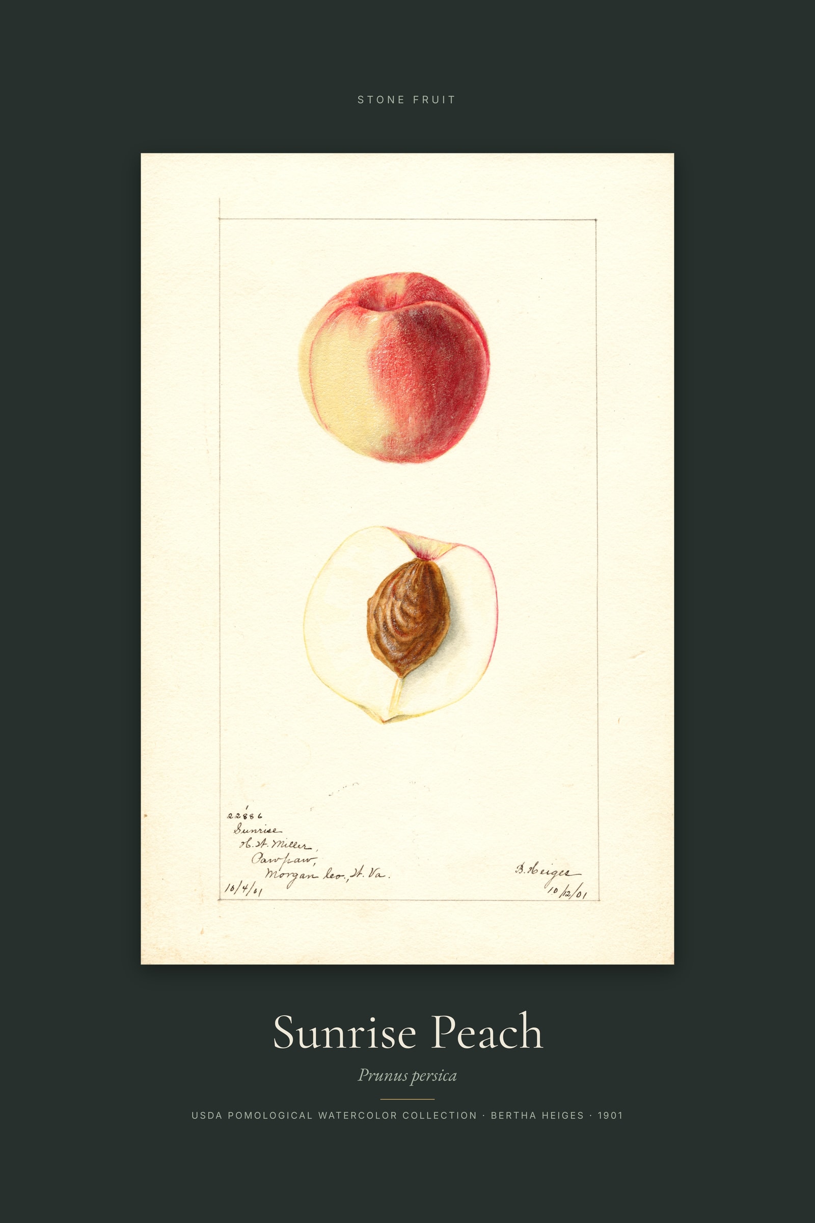 Sunrise Peach — Specimen