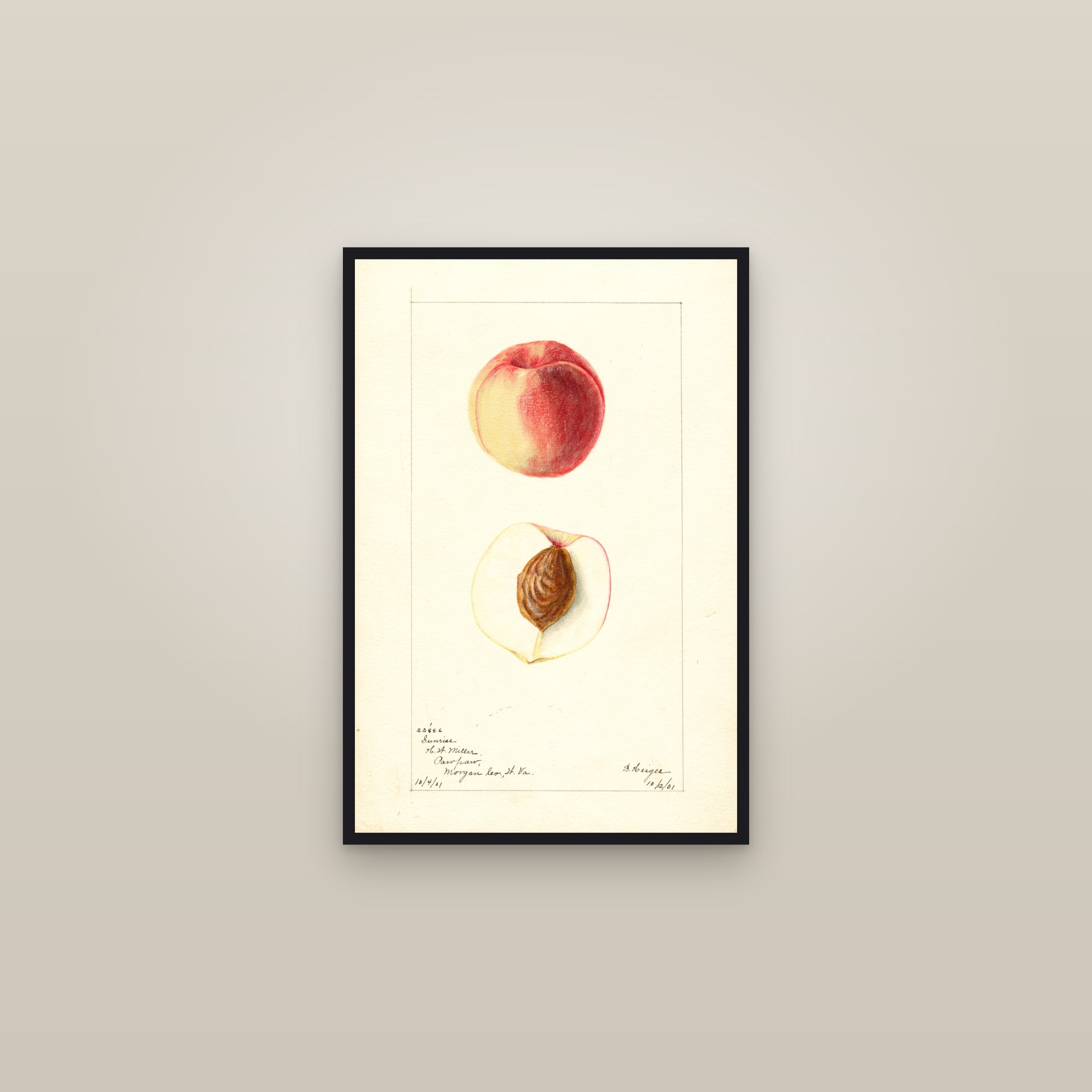 Sunrise Peach — framed in a gallery setting
