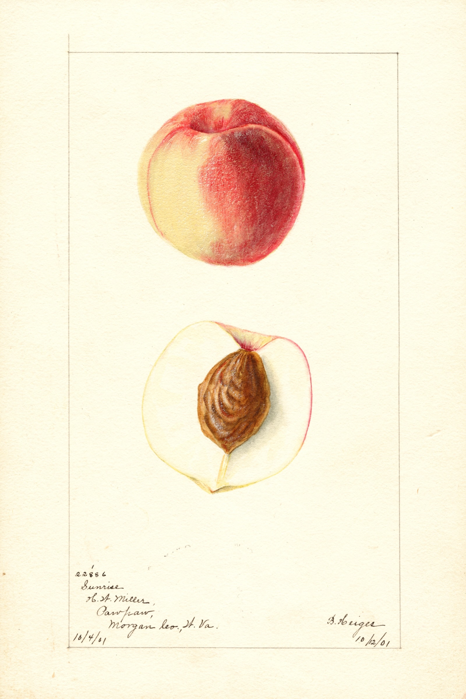Sunrise Peach