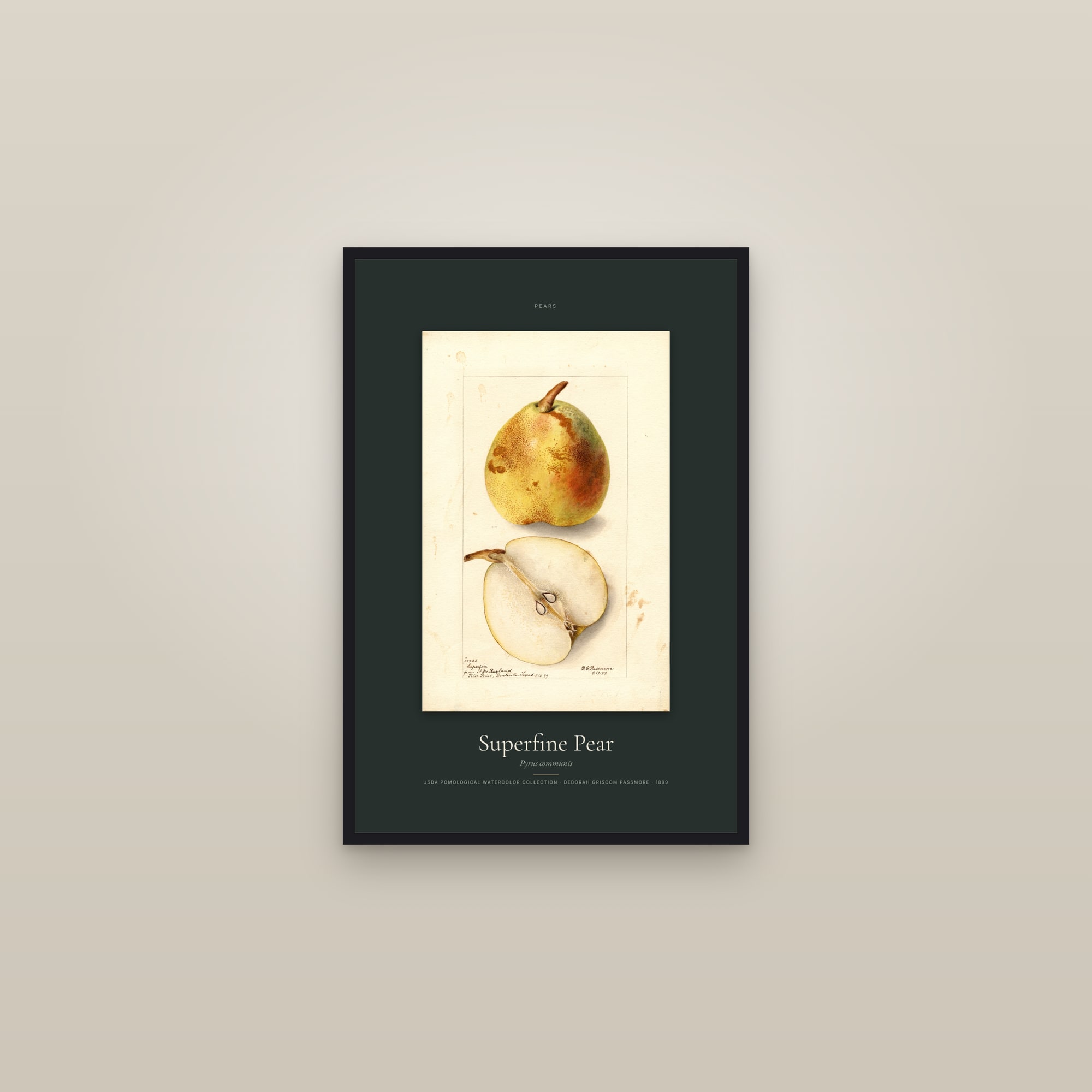 Superfine Pear — Specimen — framed in a gallery setting