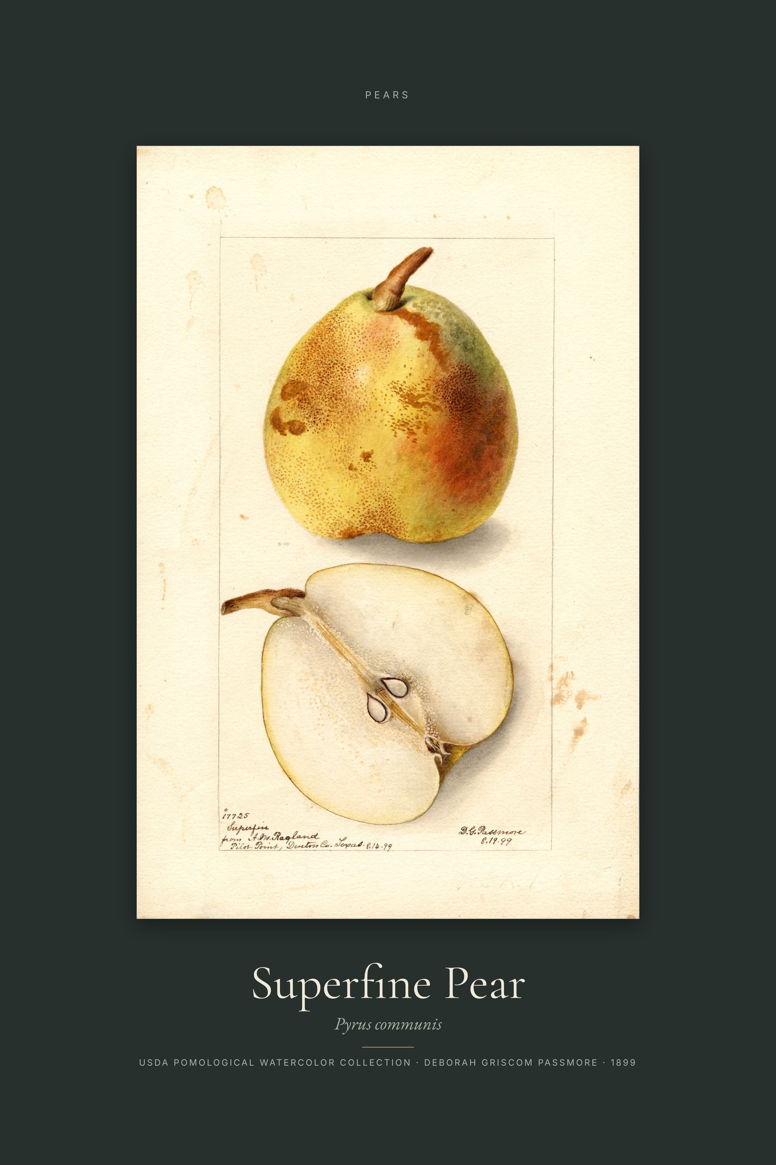 Superfine Pear — Specimen