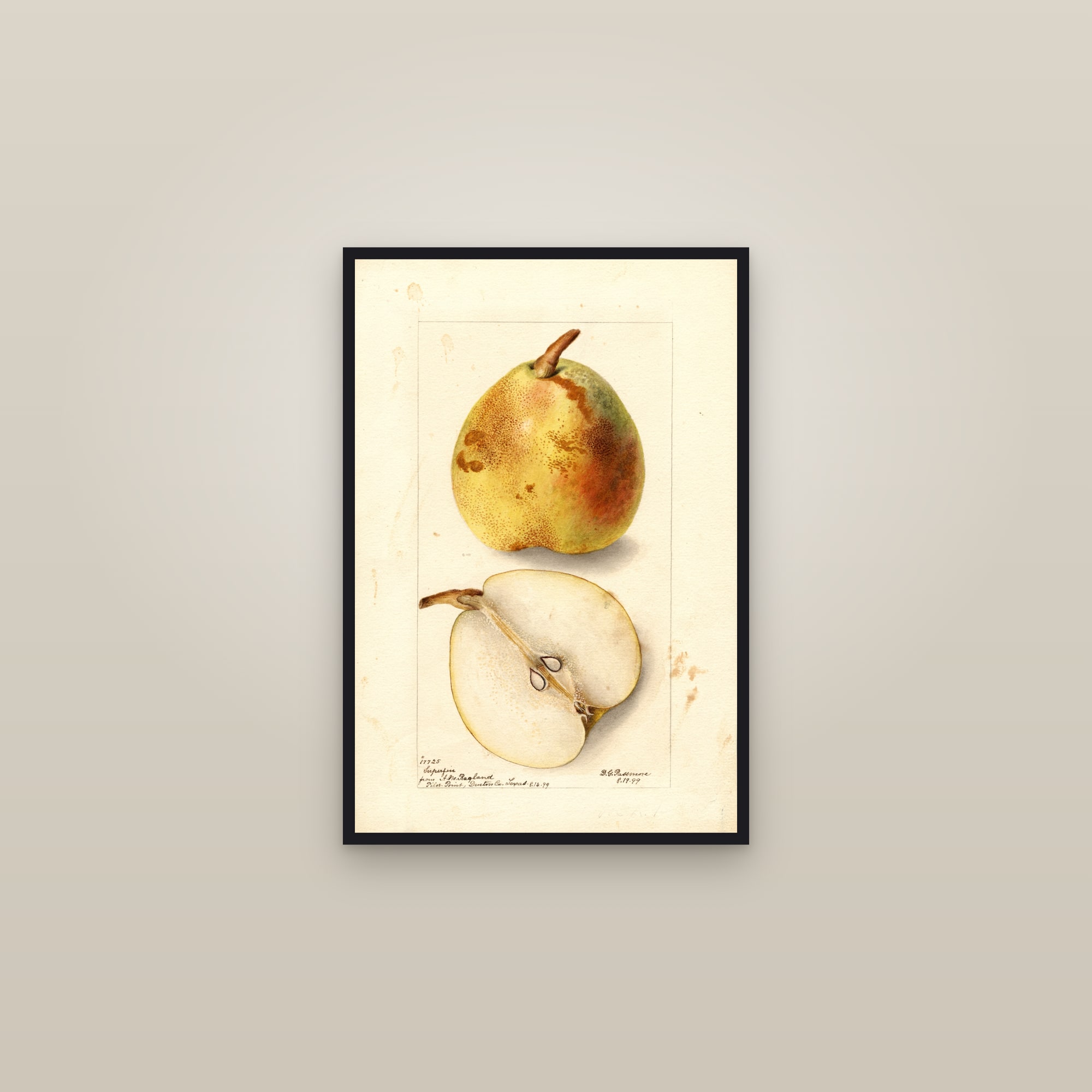 Superfine Pear — framed in a gallery setting