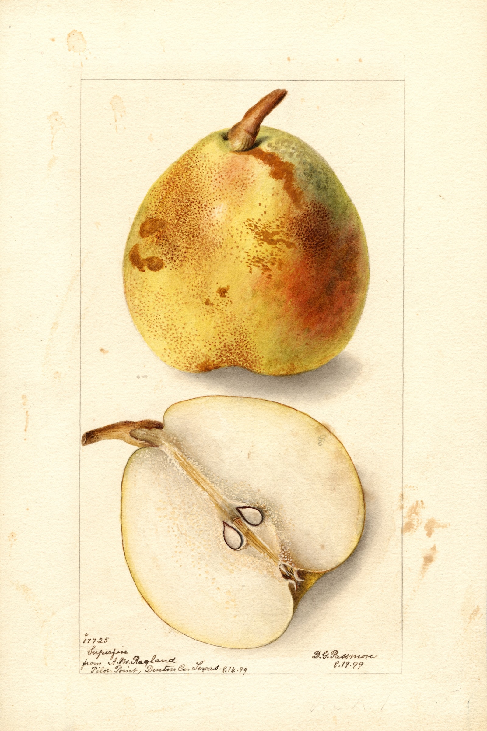 Superfine Pear