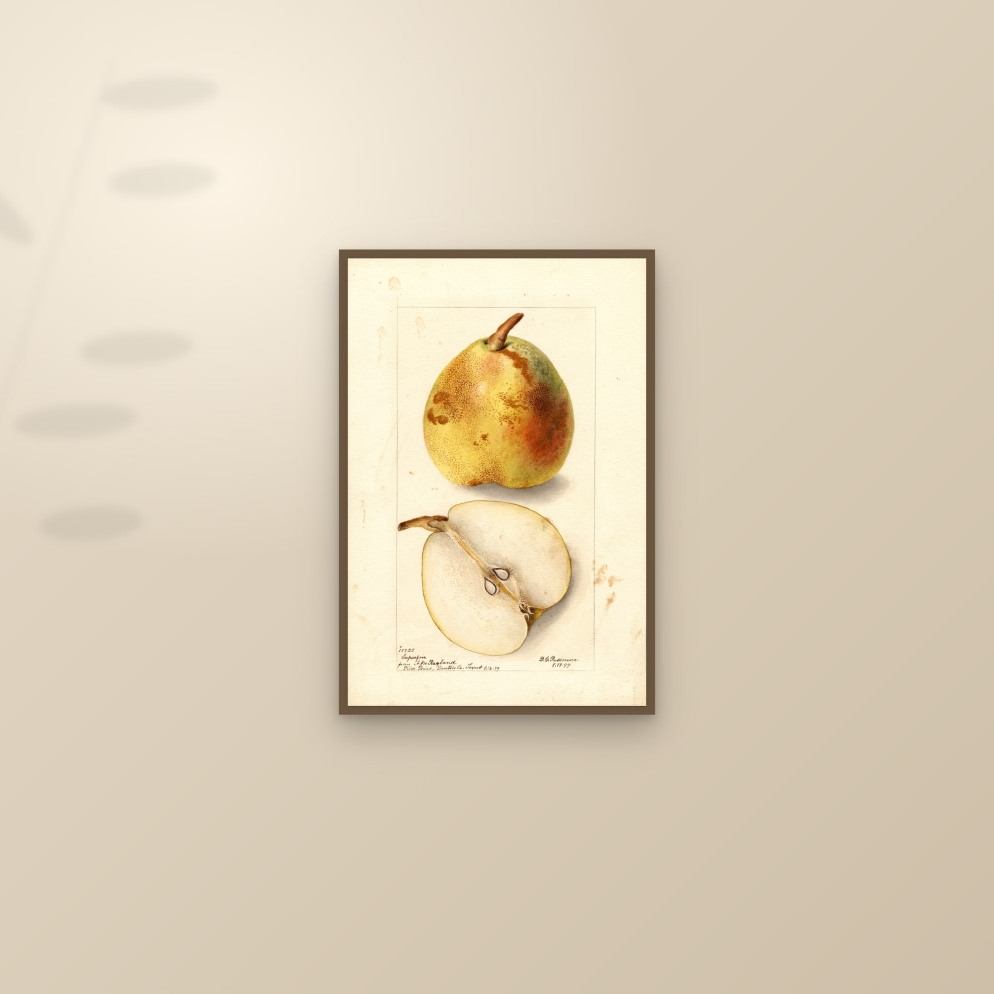 Superfine Pear — framed and styled on a sunlit wall