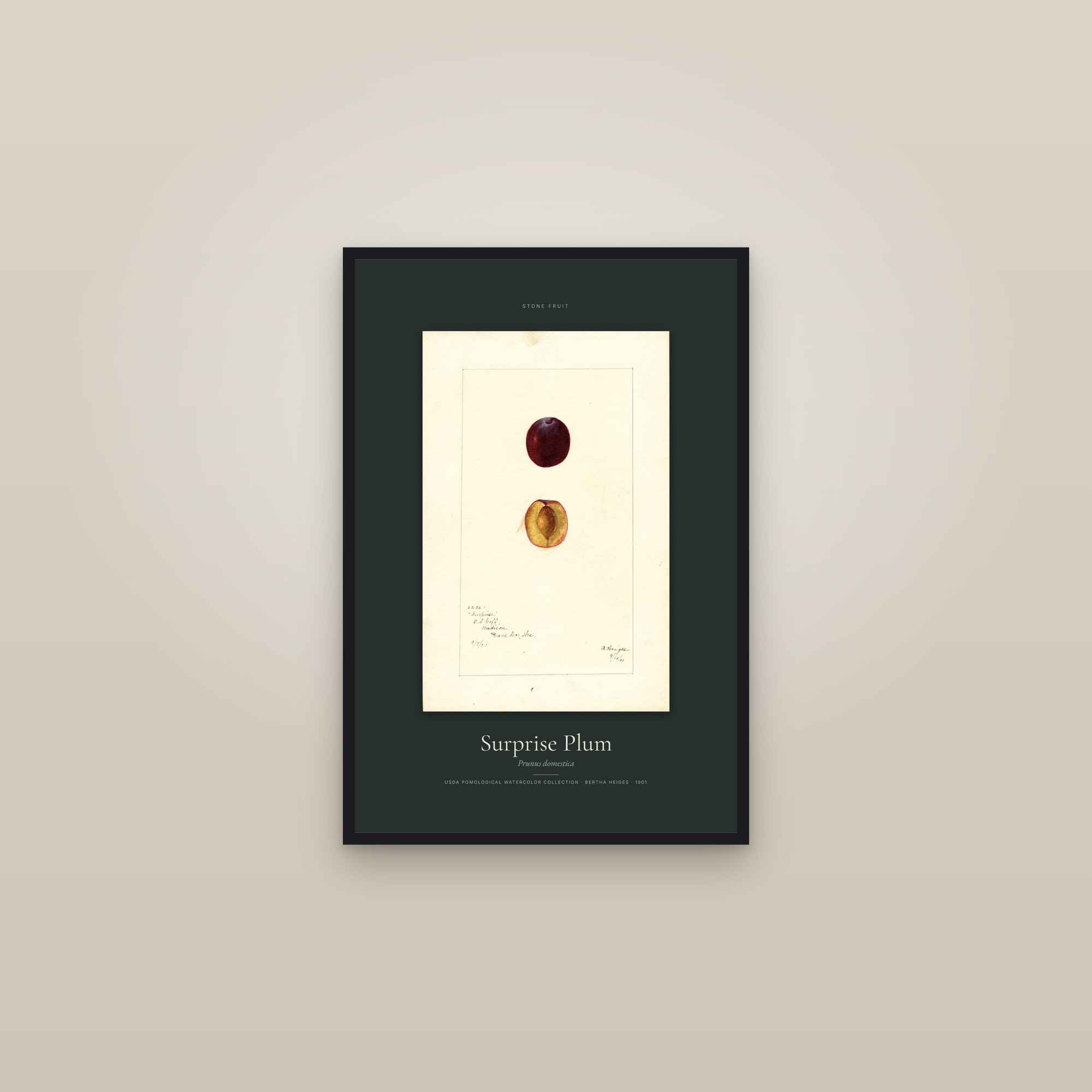Surprise Plum — Specimen — framed in a gallery setting