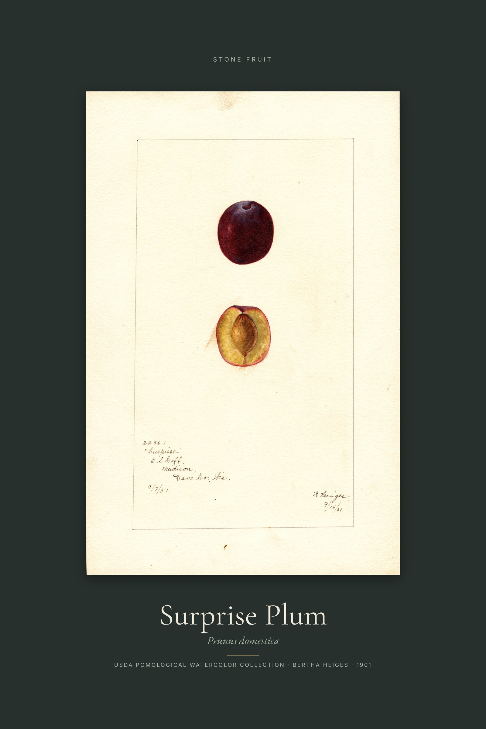 Surprise Plum — Specimen
