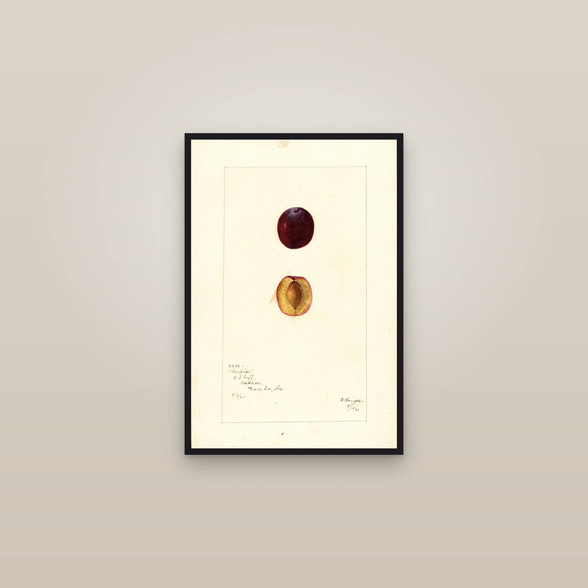 Surprise Plum — framed in a gallery setting