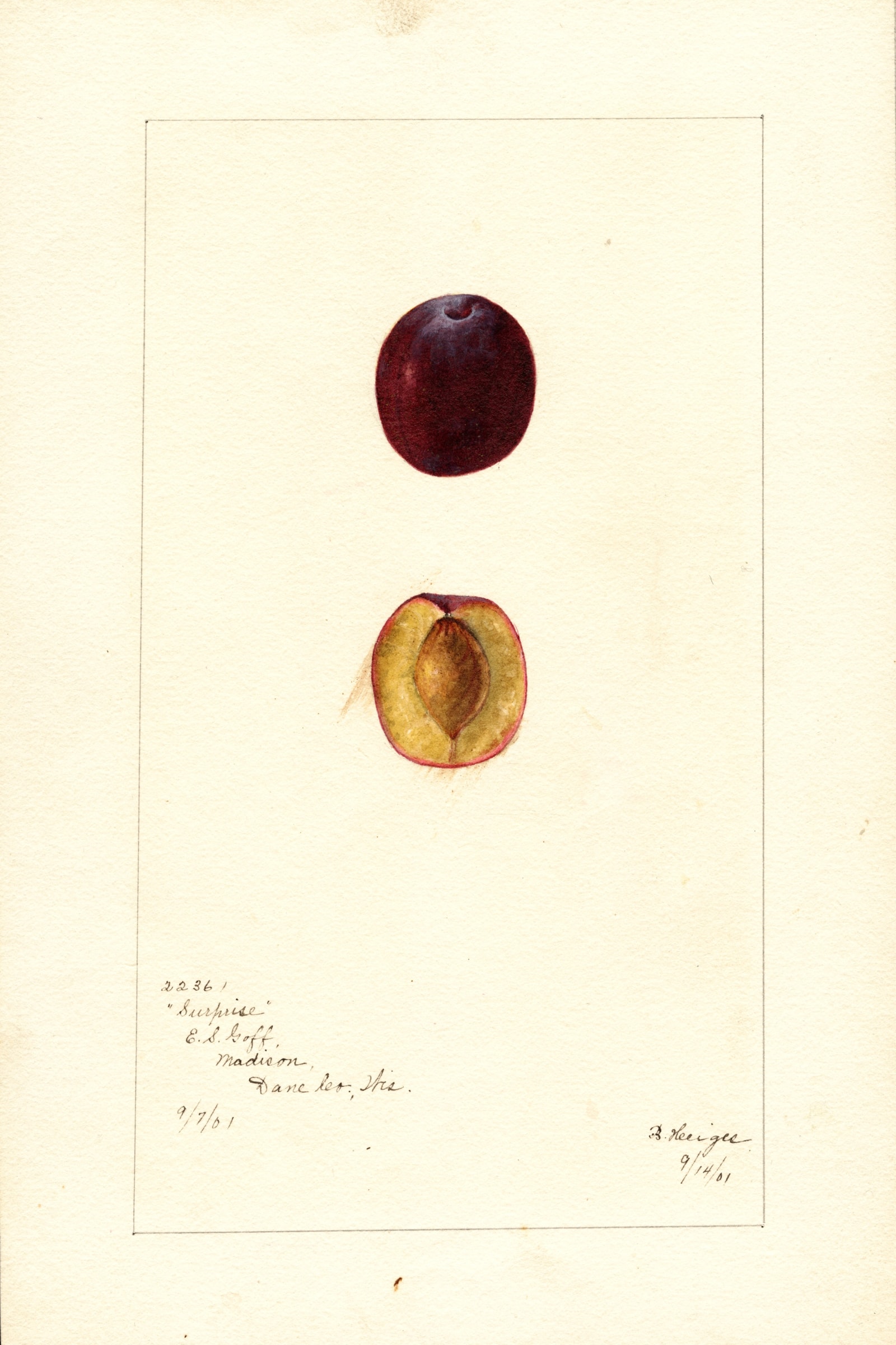 Surprise Plum