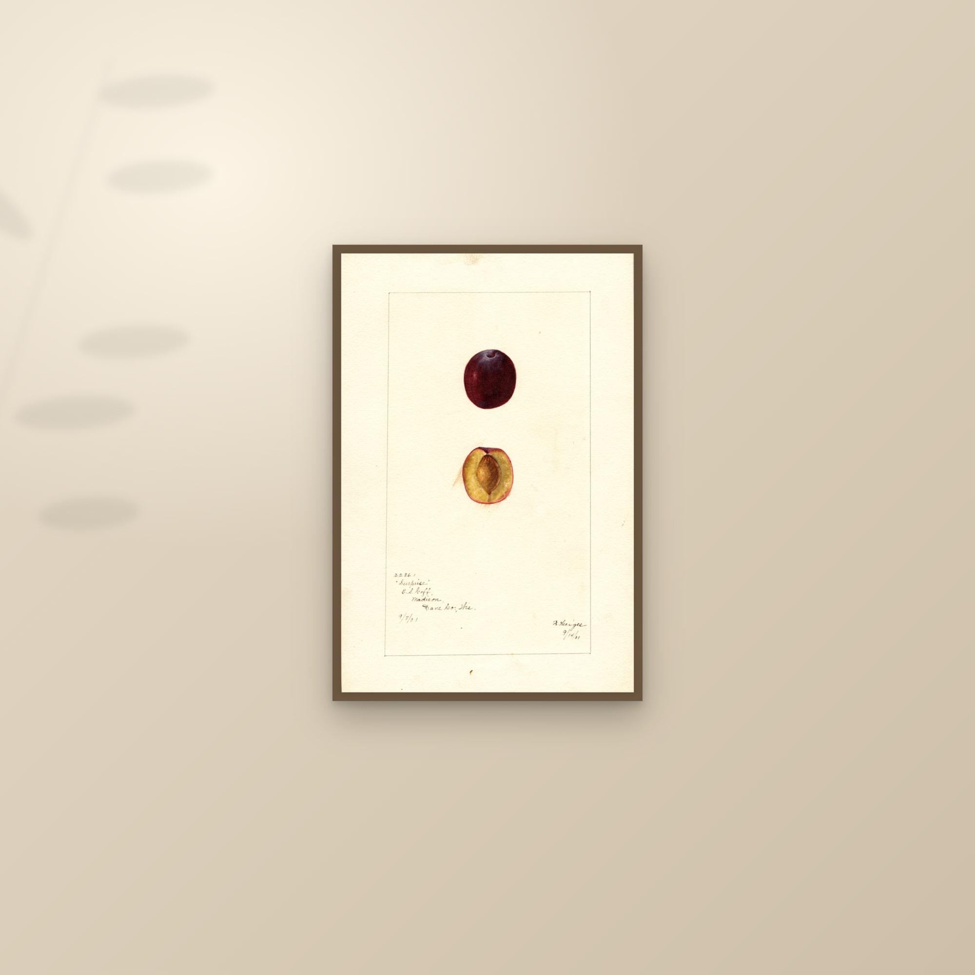 Surprise Plum — framed and styled on a sunlit wall