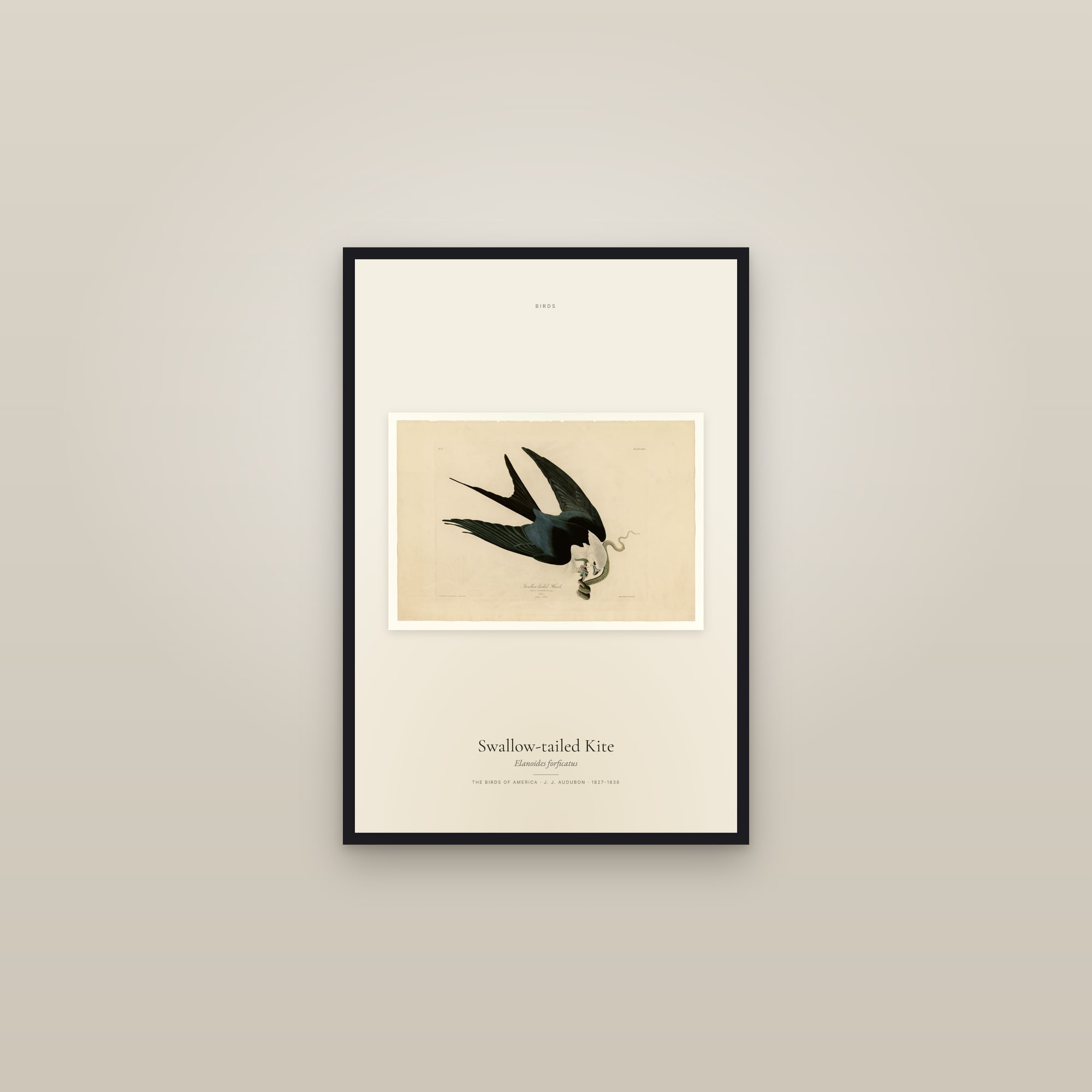 Swallow-tailed Kite — framed in a gallery setting