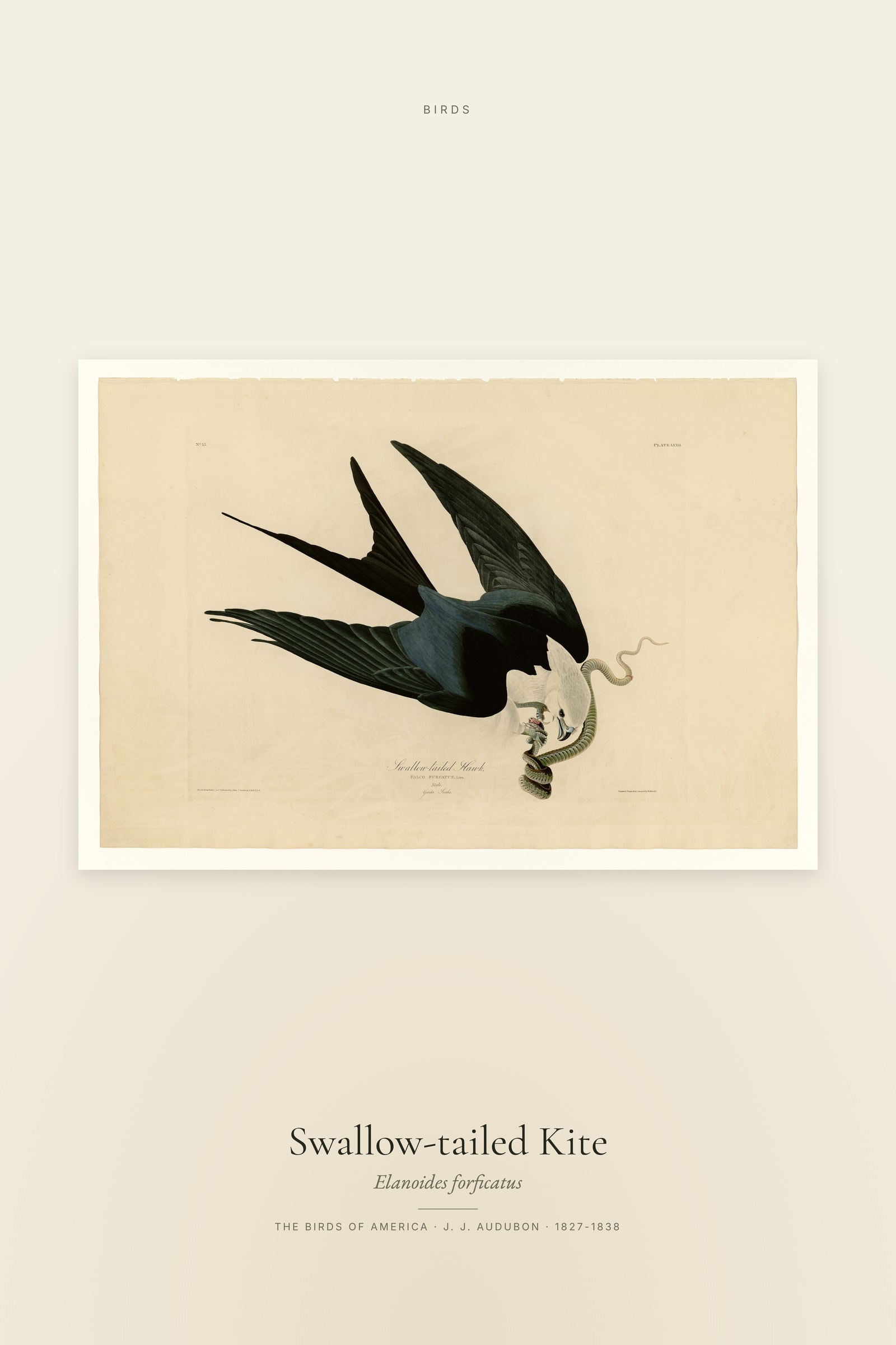 Swallow-tailed Kite