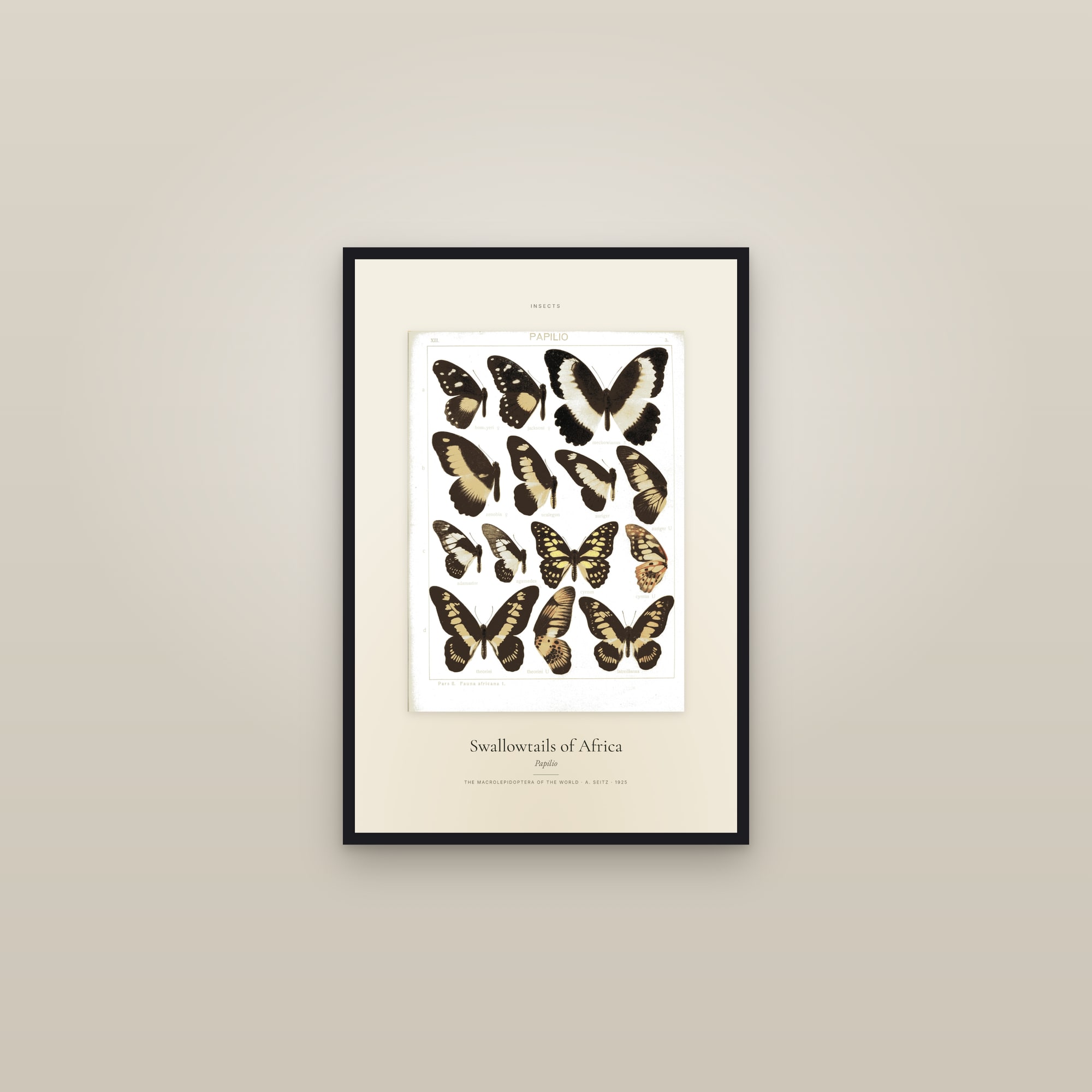 Swallowtails of Africa — Specimen — framed in a gallery setting