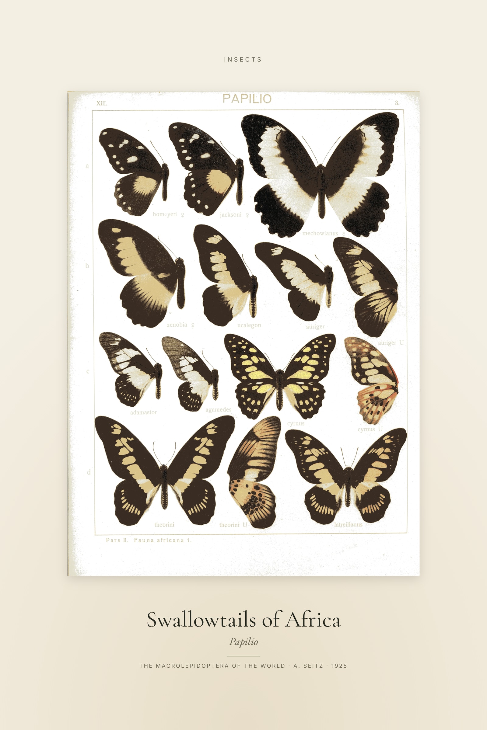 Swallowtails of Africa — Specimen