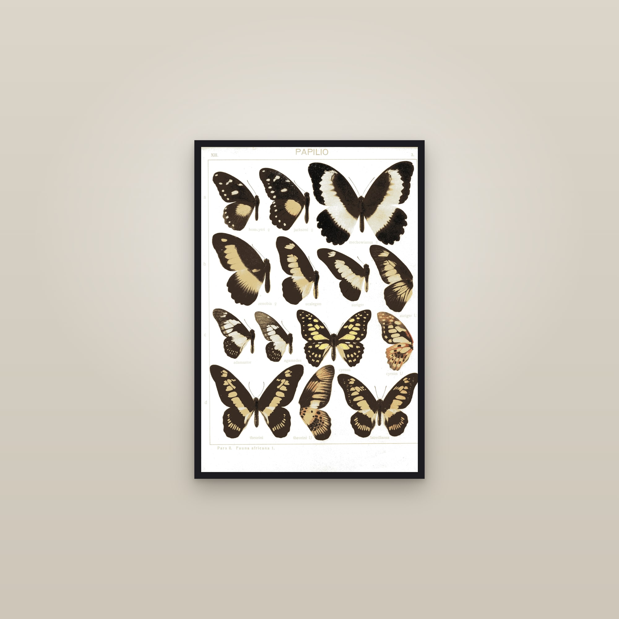 Swallowtails of Africa — framed in a gallery setting