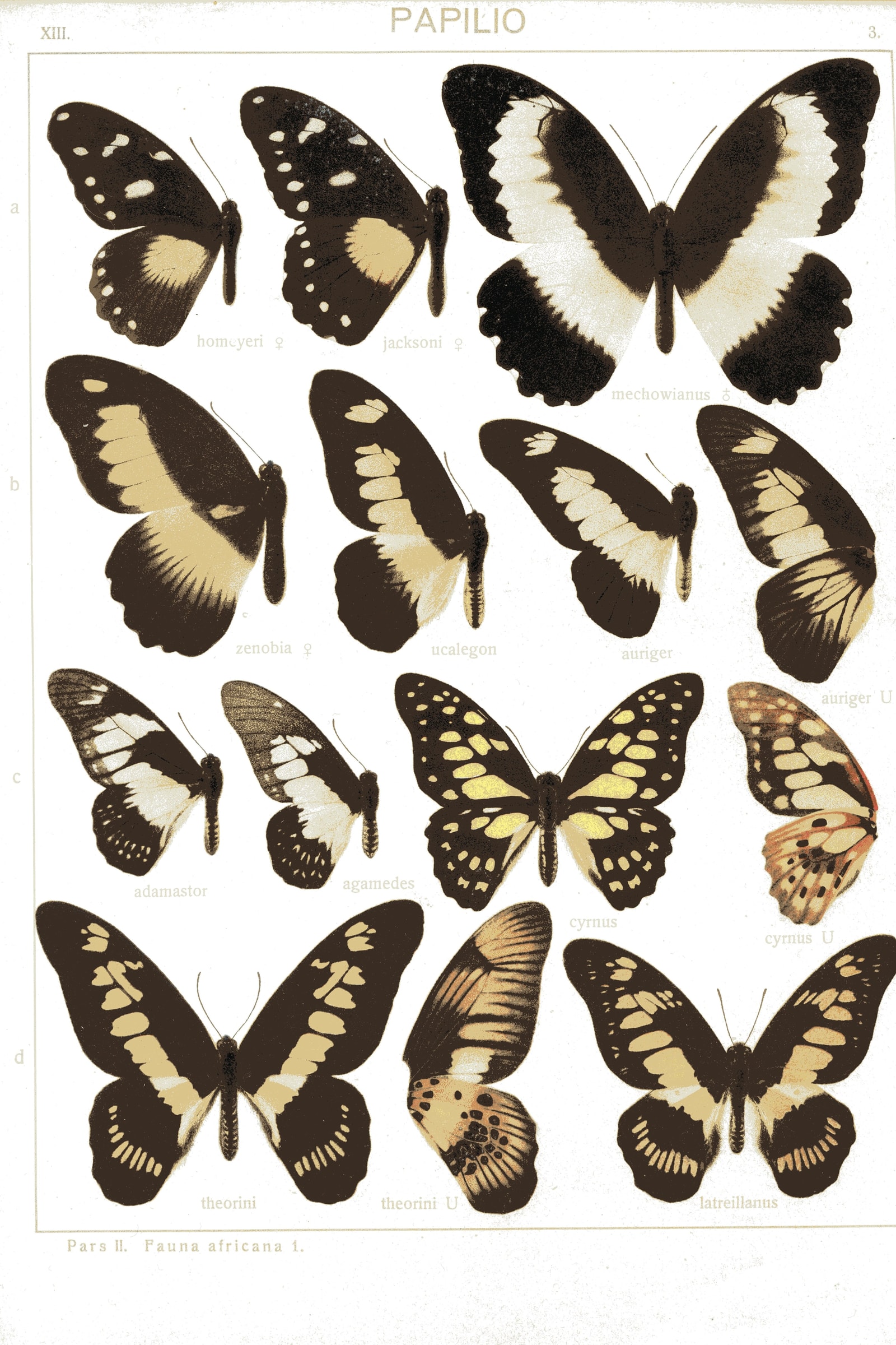 Swallowtails of Africa
