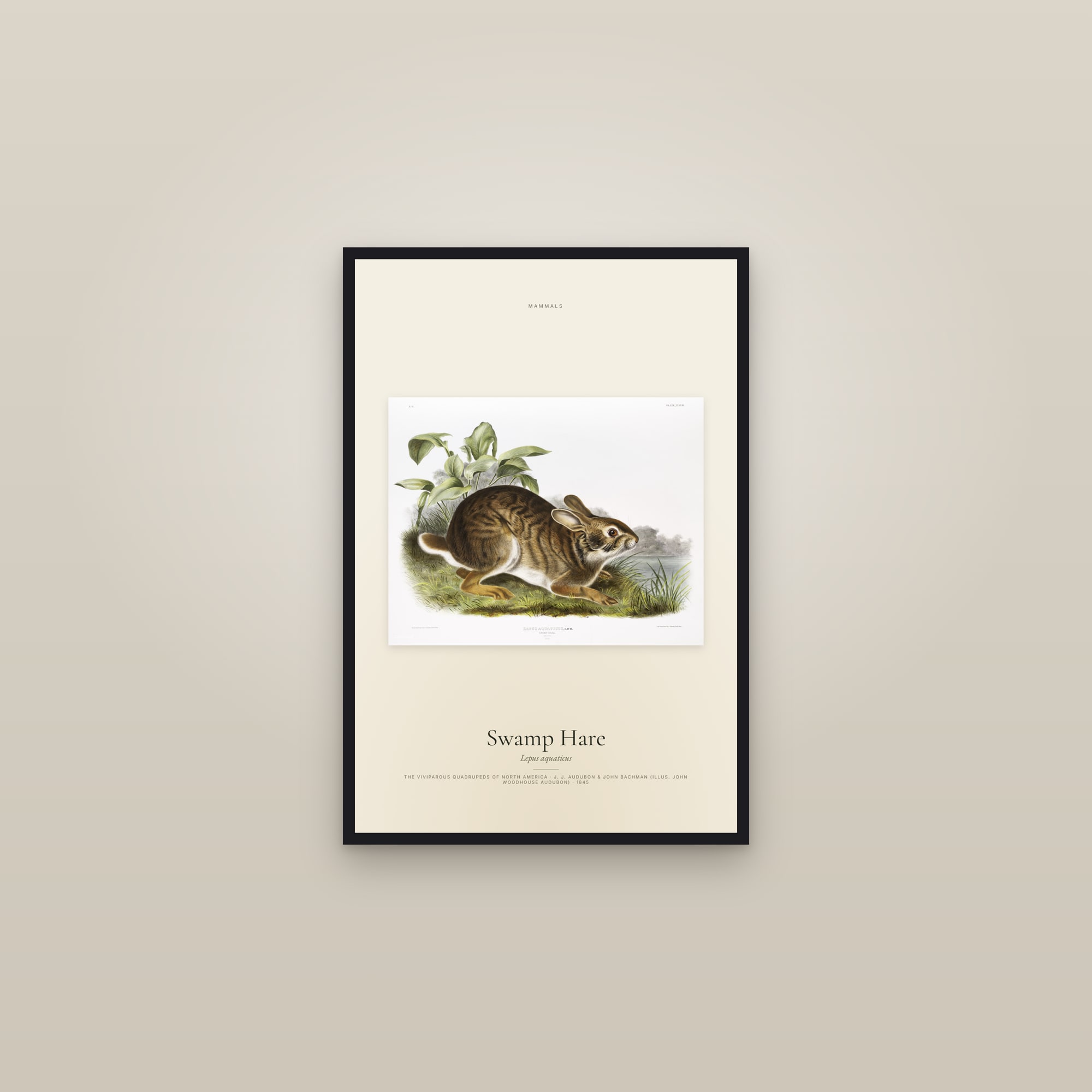 Swamp Hare — framed in a gallery setting