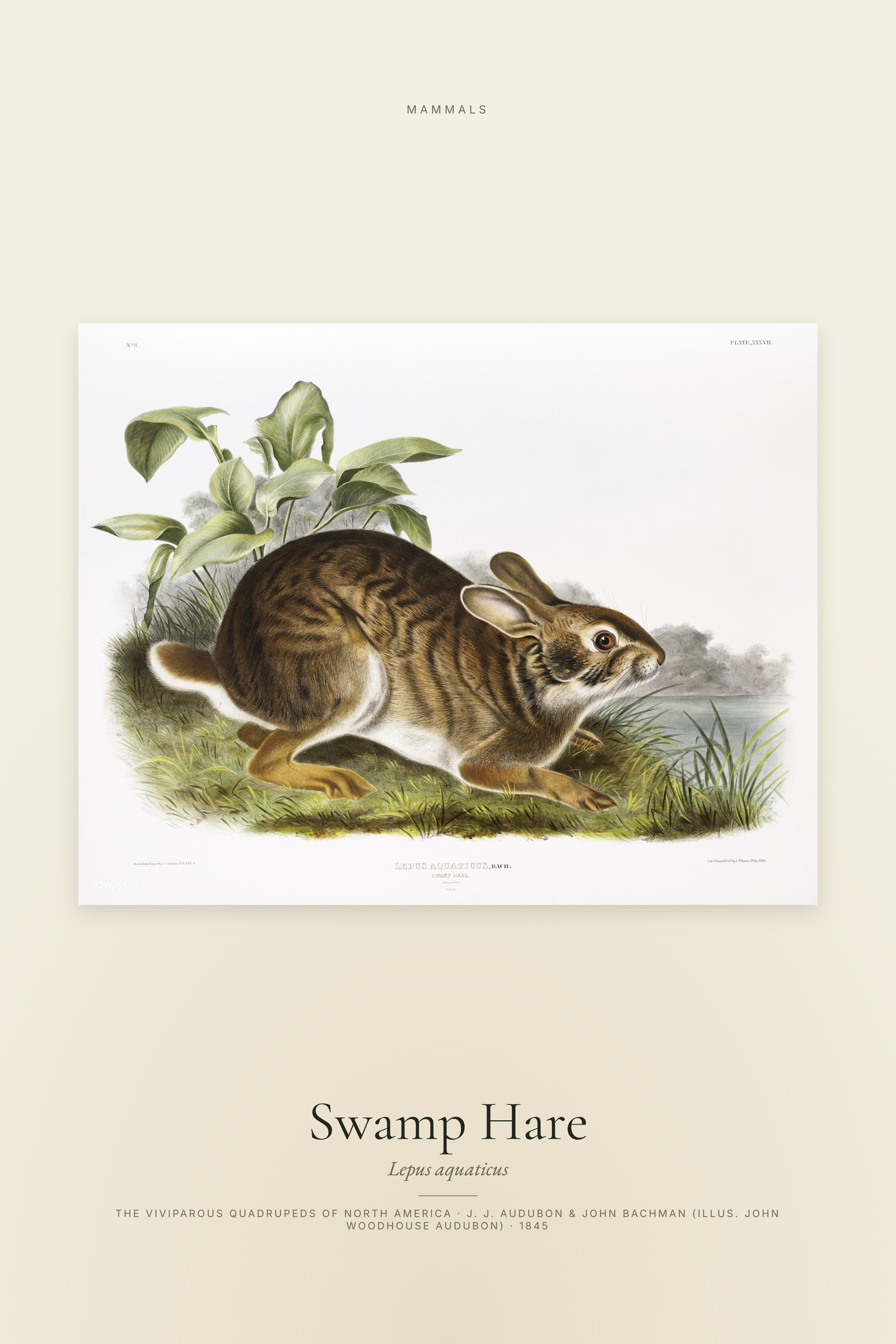 Swamp Hare