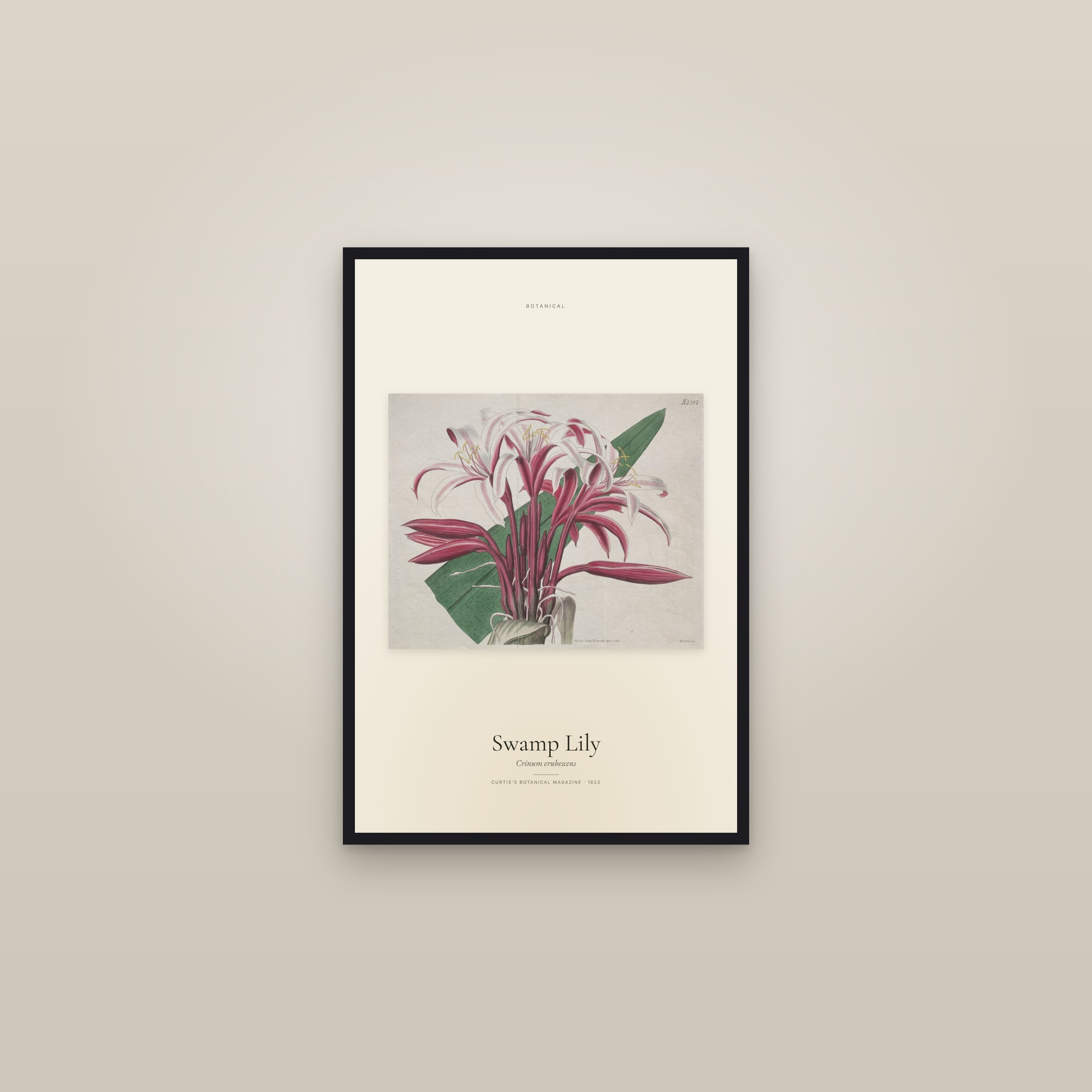Swamp Lily — framed in a gallery setting