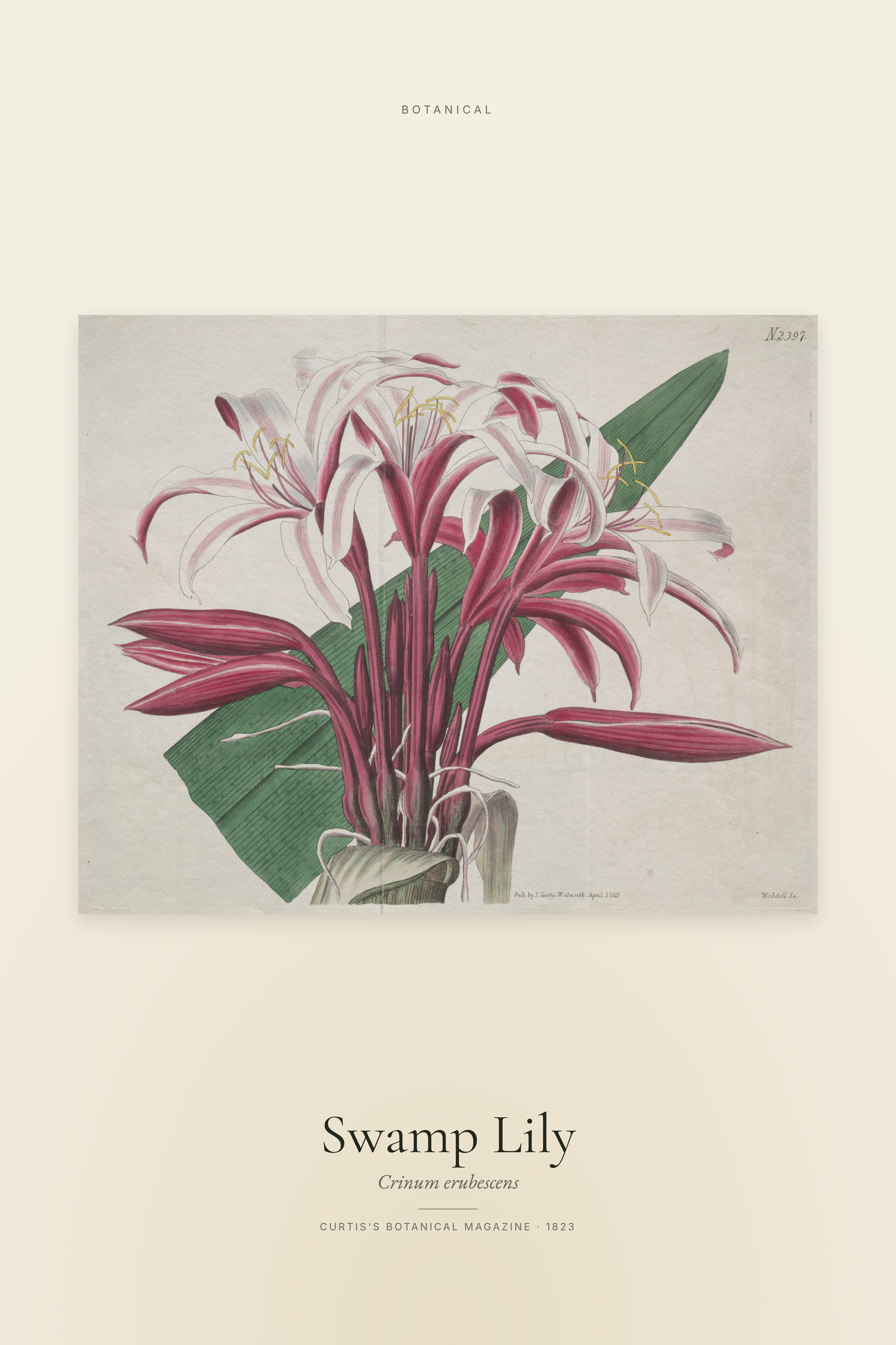 Swamp Lily