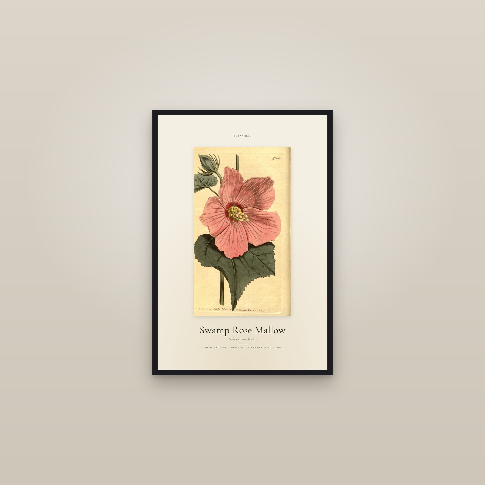 Swamp Rose Mallow — Specimen — framed in a gallery setting