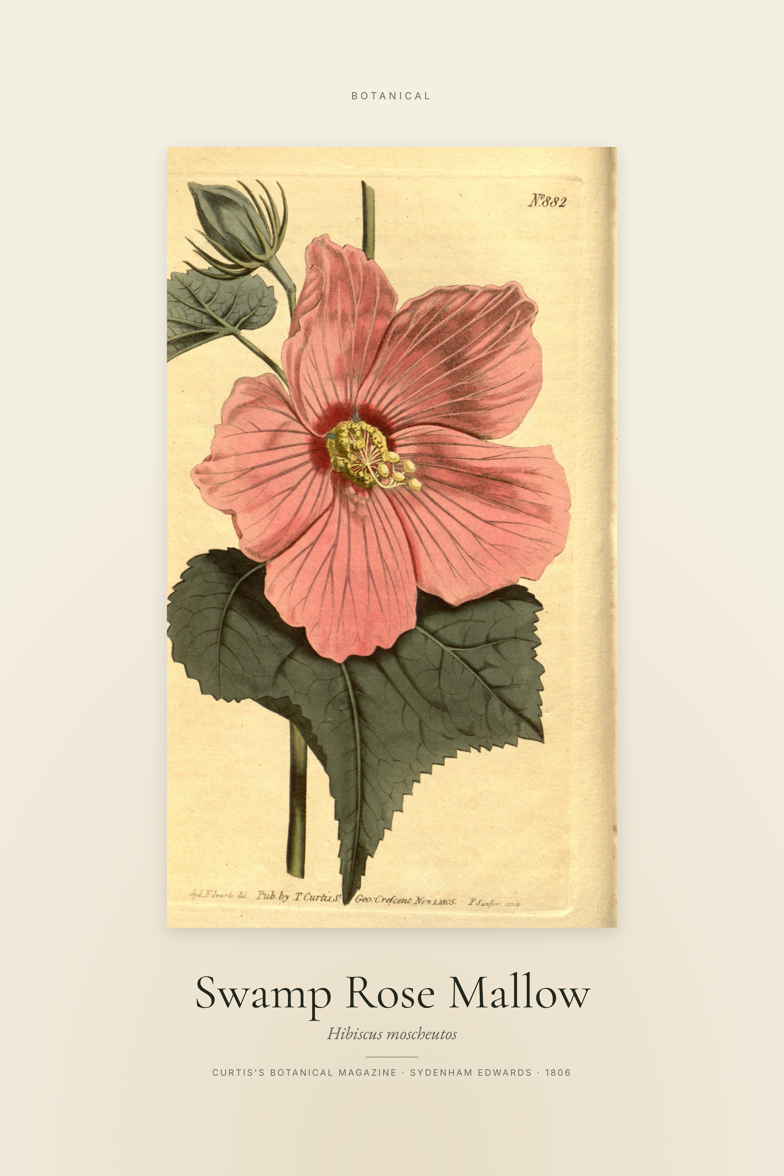 Swamp Rose Mallow — Specimen