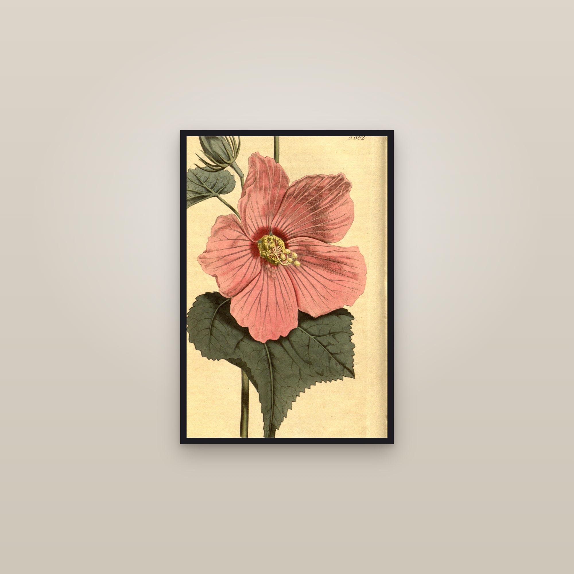 Swamp Rose Mallow — framed in a gallery setting