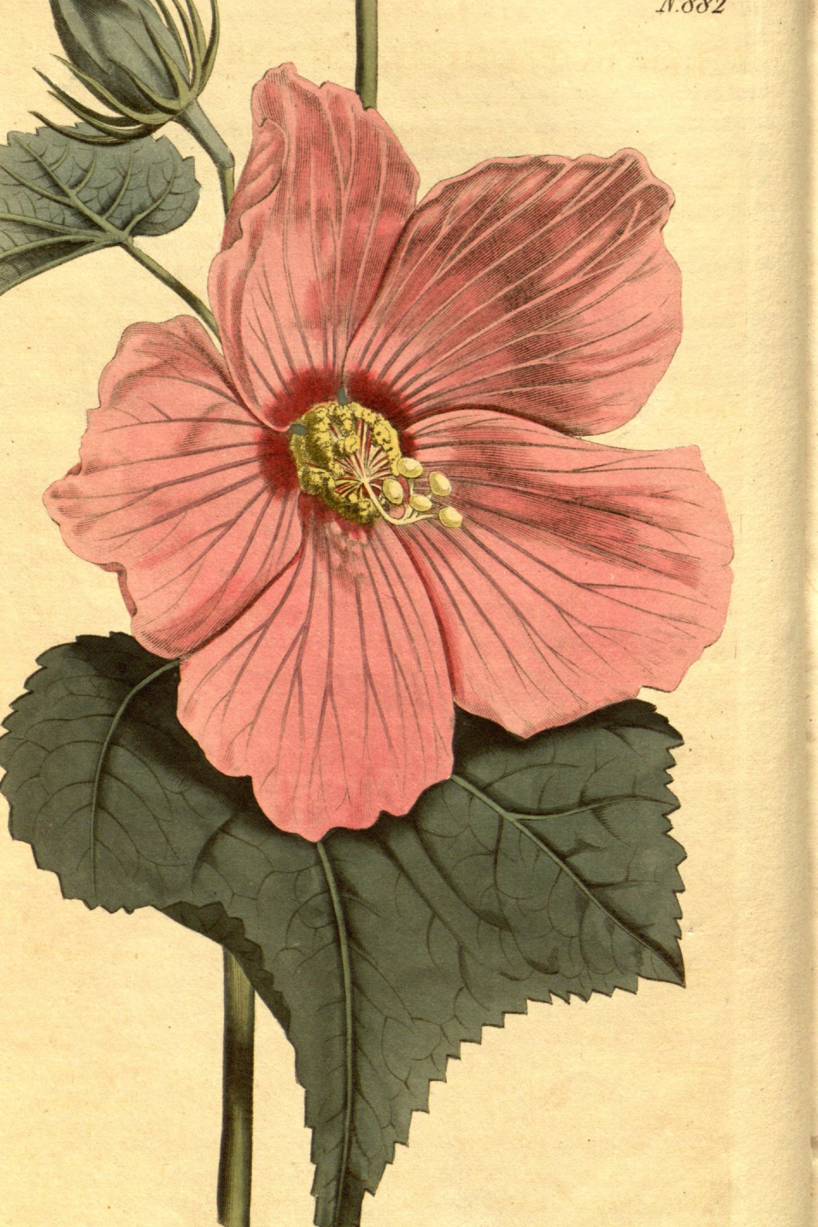 Swamp Rose Mallow