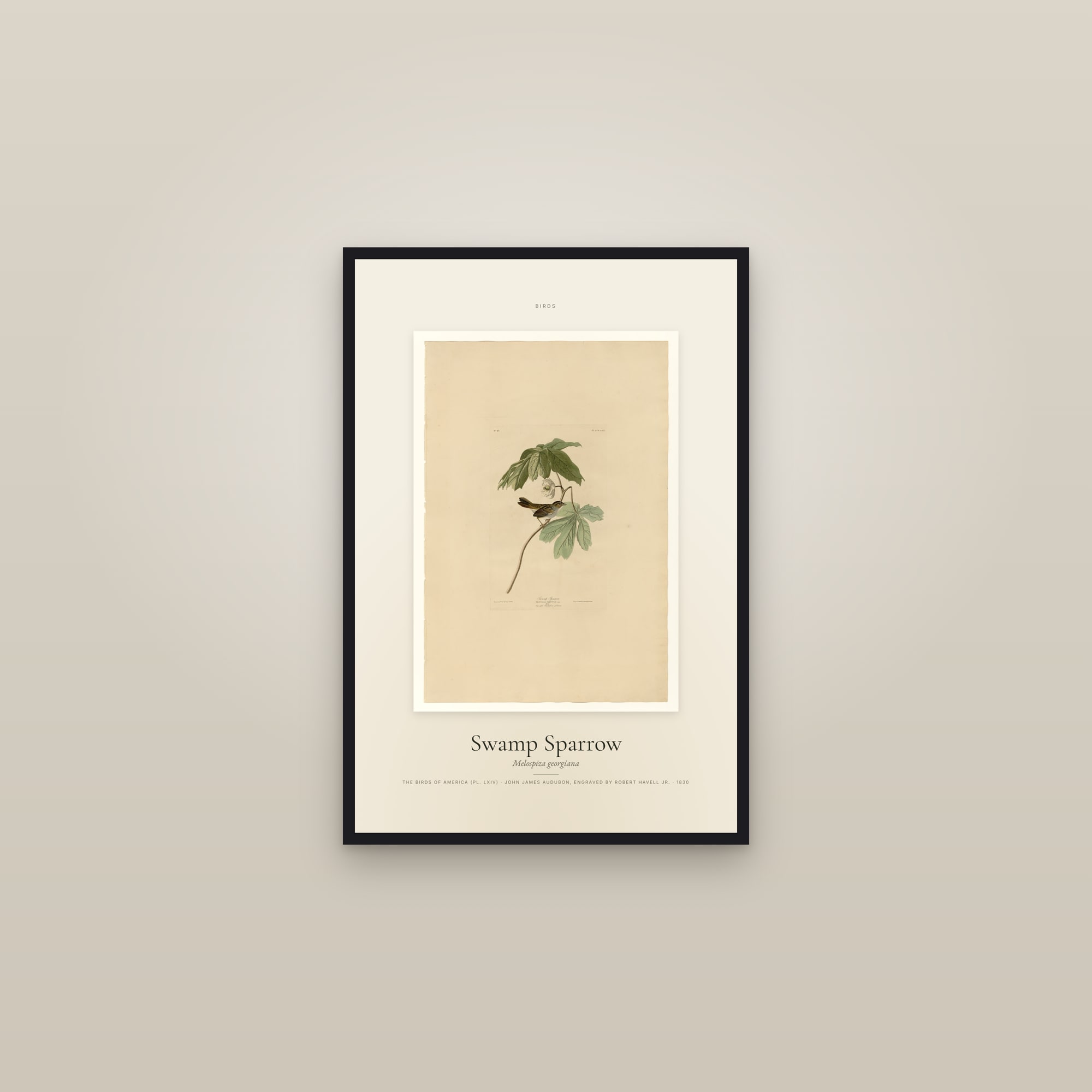 Swamp Sparrow — Specimen — framed in a gallery setting