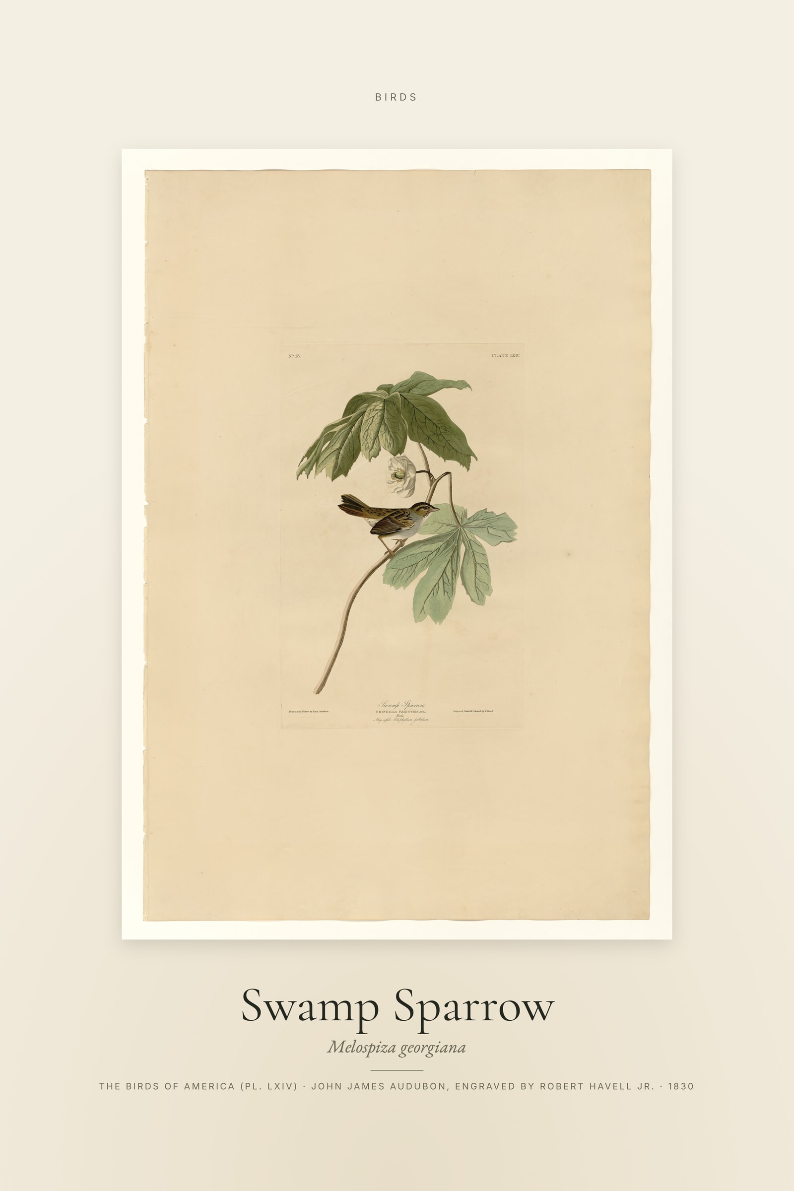 Swamp Sparrow — Specimen