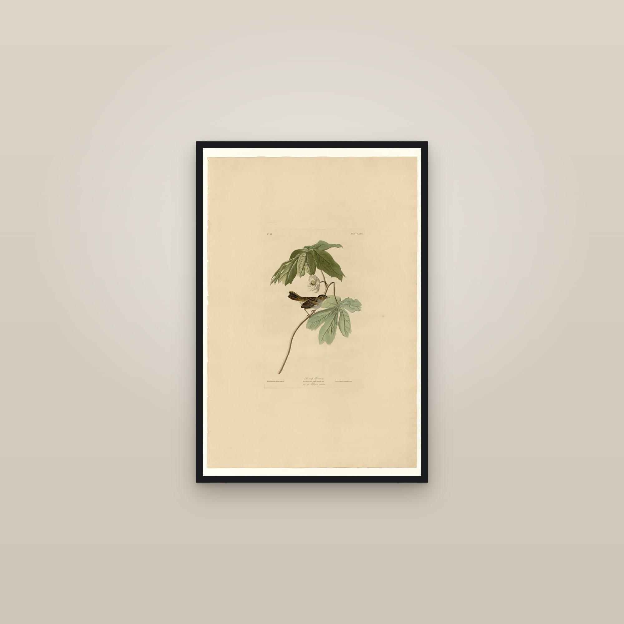 Swamp Sparrow — framed in a gallery setting