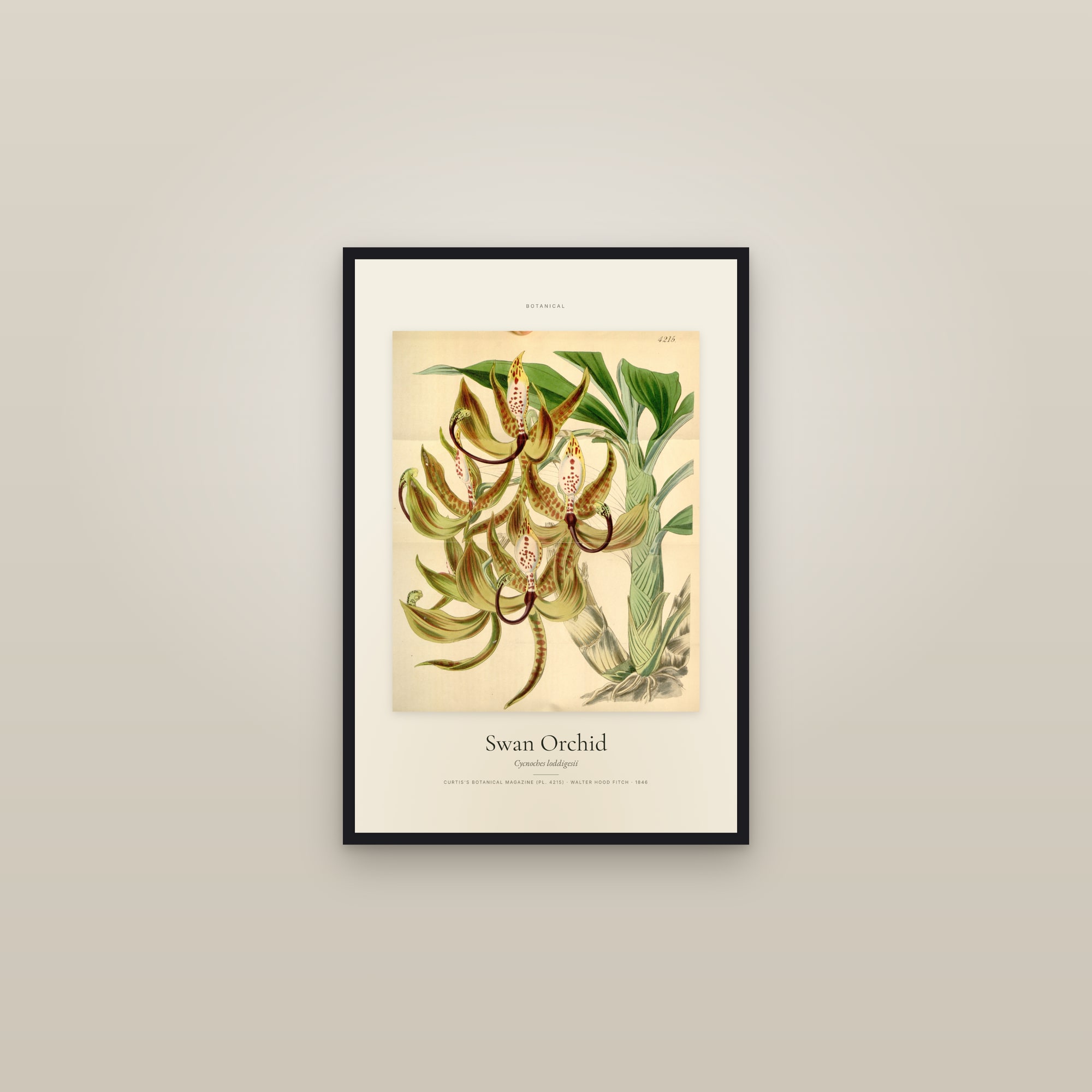 Swan Orchid — Specimen — framed in a gallery setting