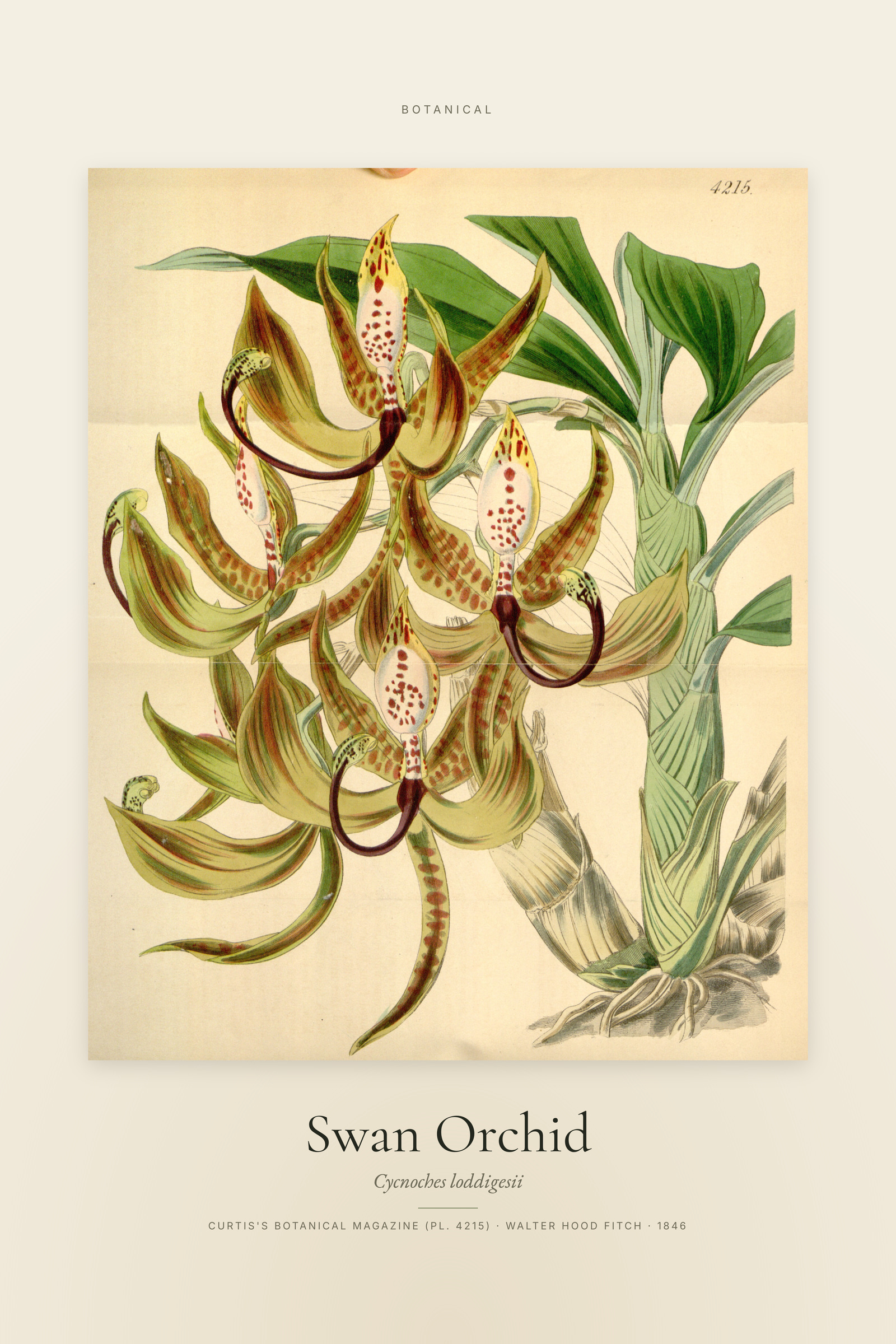 Swan Orchid — Specimen