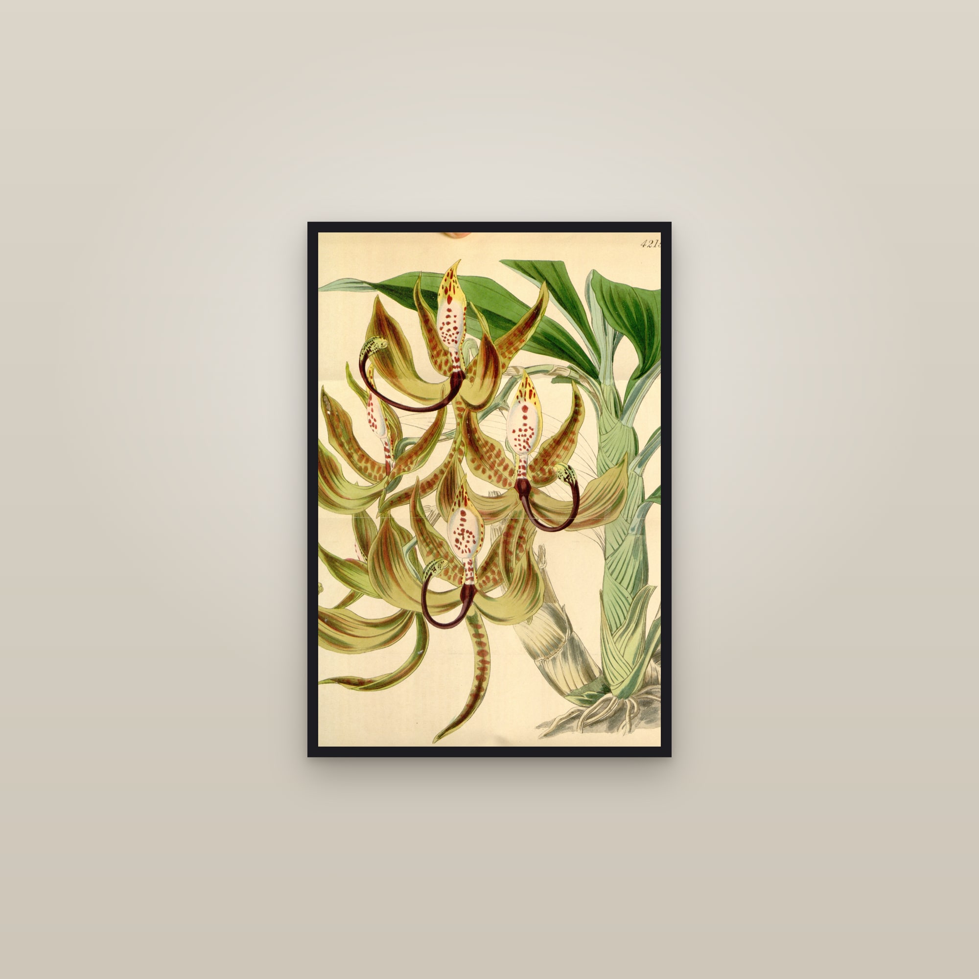Swan Orchid — framed in a gallery setting