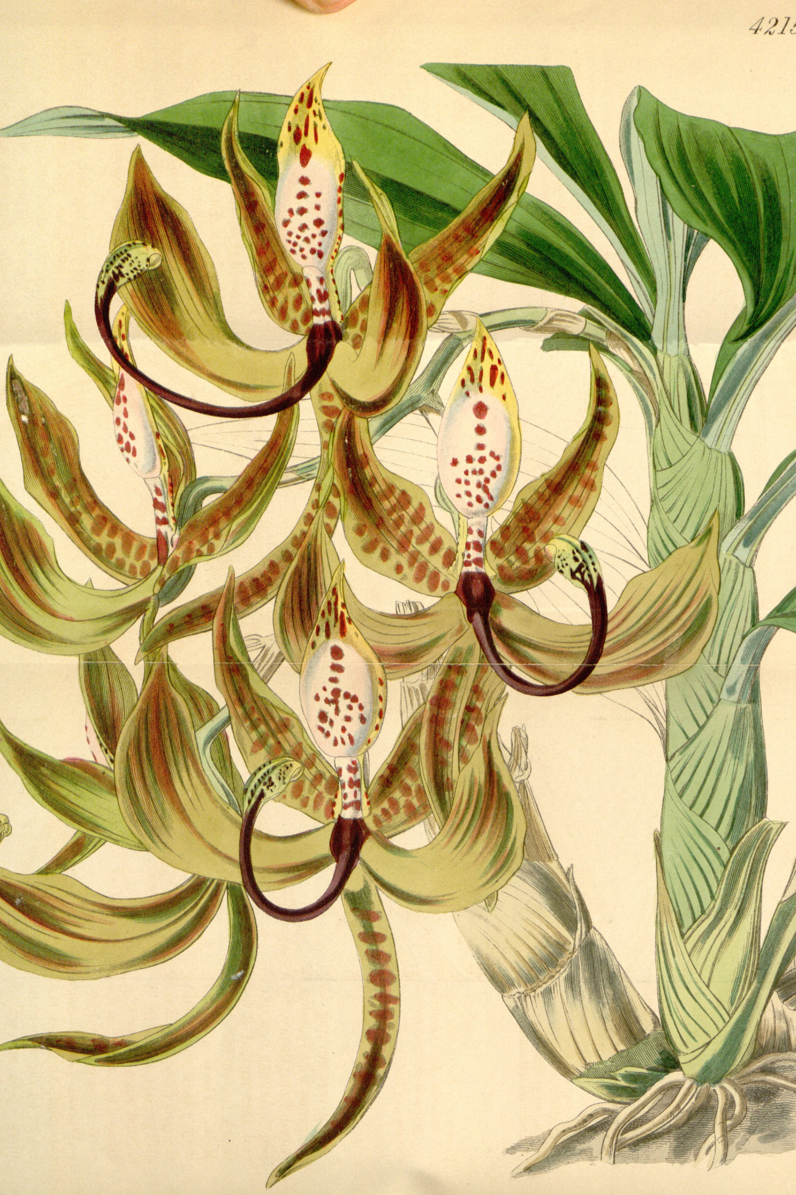 Swan Orchid
